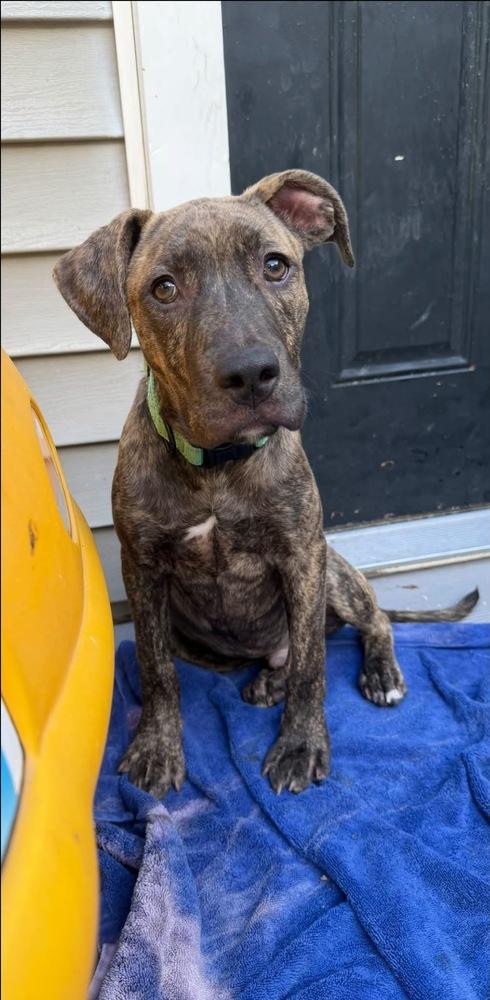 Sly, a Adoptable mixed breed in Scranton, PA image 3/3
