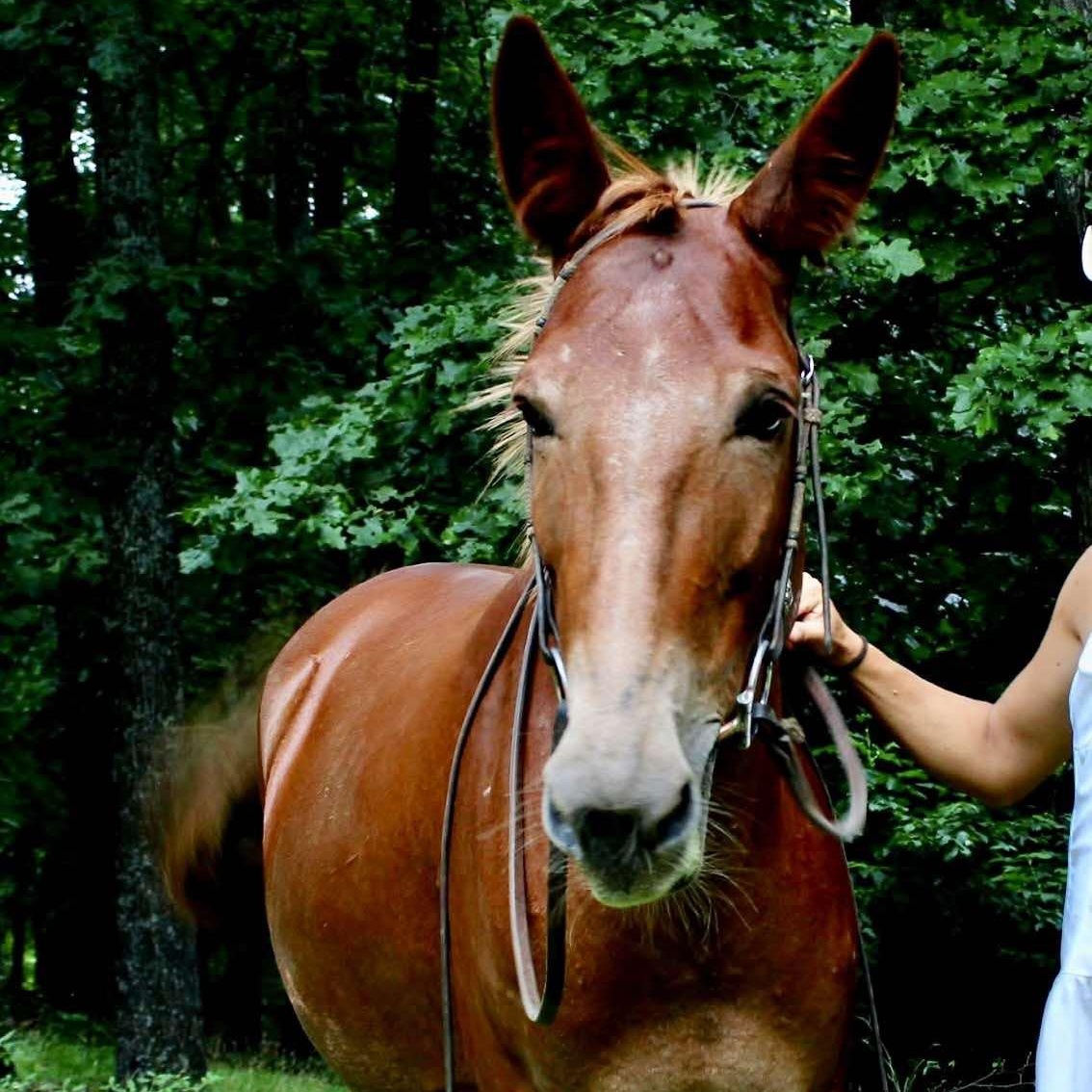 Enlarge Twixt - 365 Division, a Adoptable Mule in Huntington, WV image 1/6