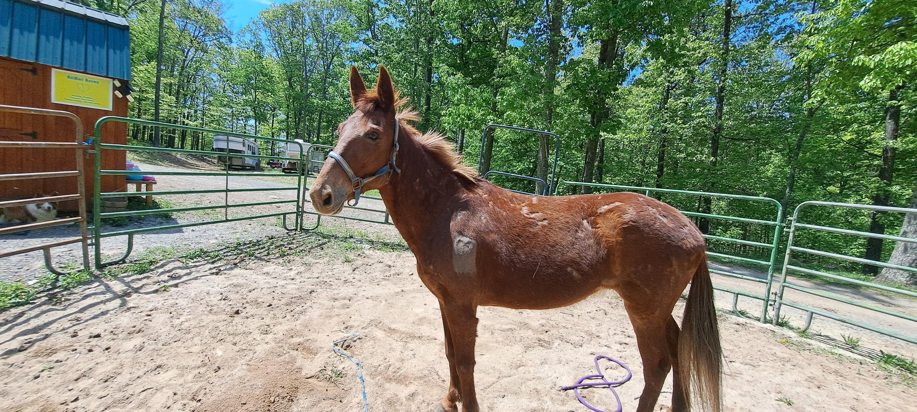 Enlarge Twixt - 365 Division, a Adoptable Mule in Huntington, WV image 6/6