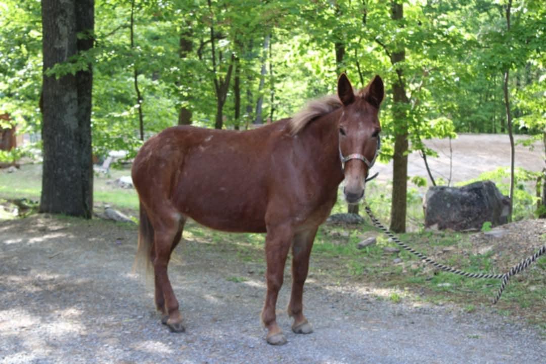 Enlarge Twixt - 365 Division, a Adoptable Mule in Huntington, WV image 5/6