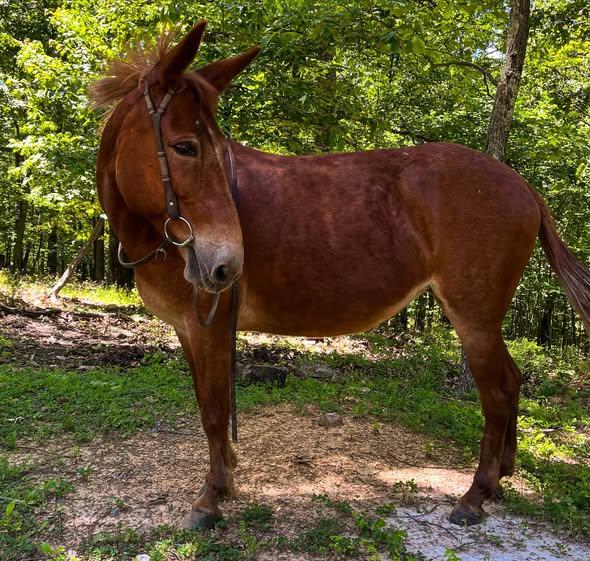 Enlarge Twixt - 365 Division, a Adoptable Mule in Huntington, WV image 1/6