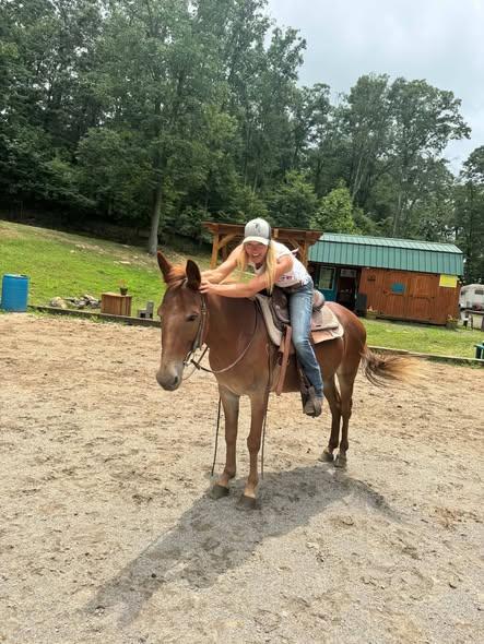 Enlarge Twixt - 365 Division, a Adoptable Mule in Huntington, WV image 6/6