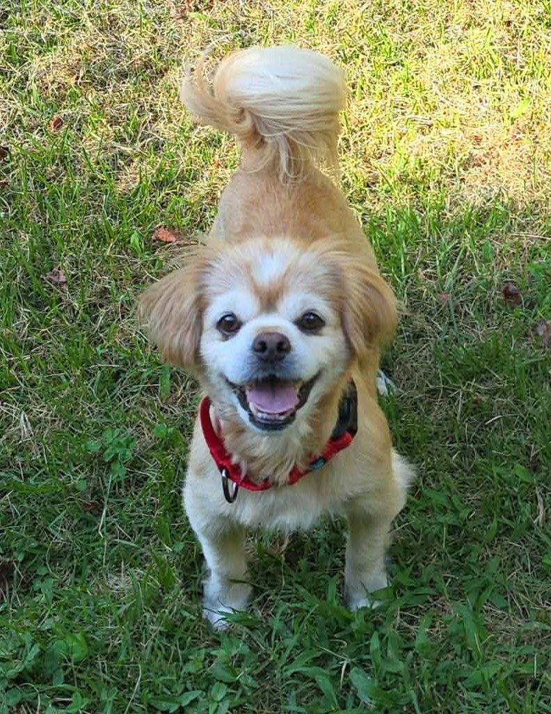Enlarge Gordon - ADOPTED!, a Adopted Pekingese in Arlington, VA image 1/3