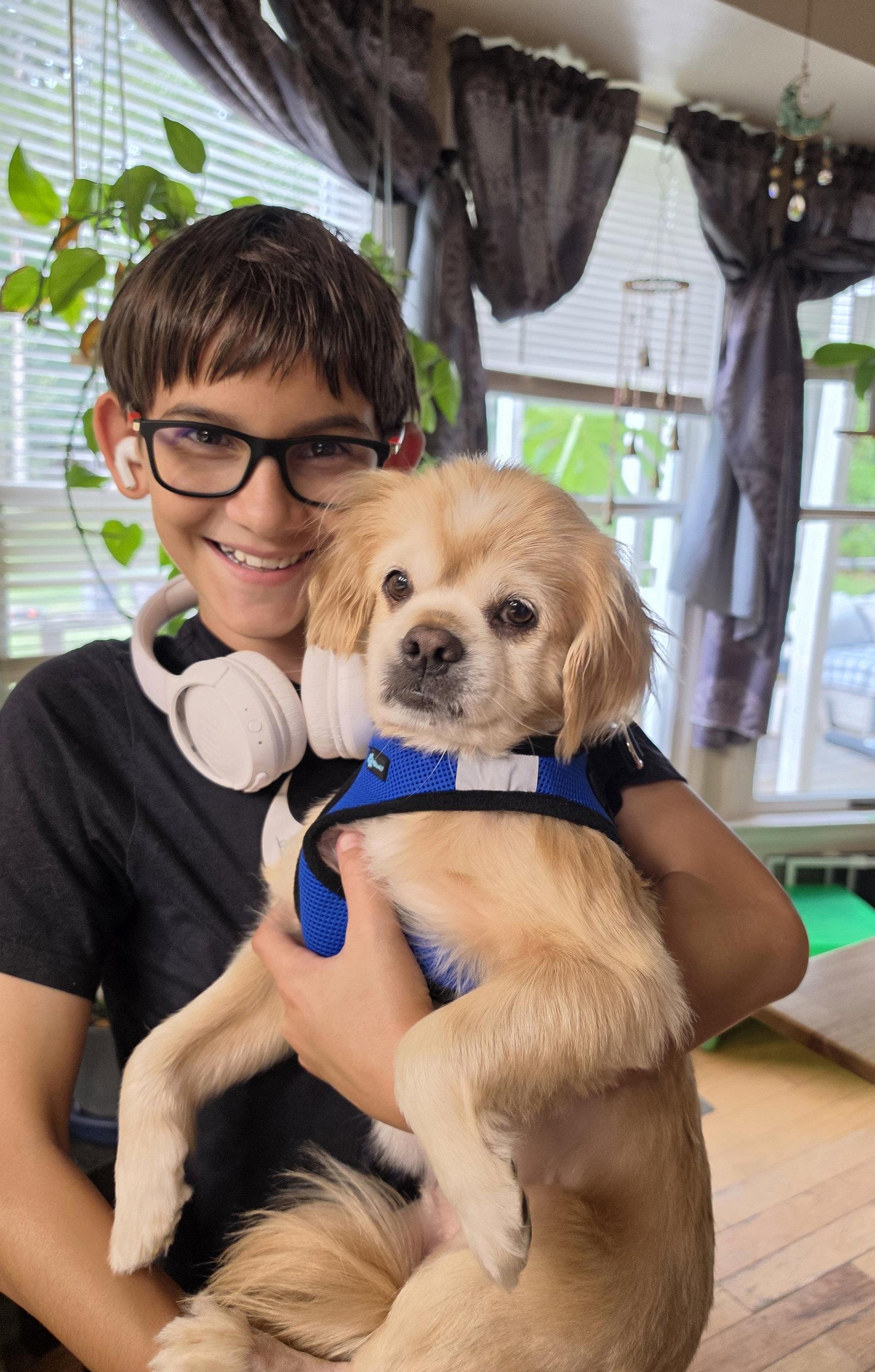 Enlarge Gordon - ADOPTED!, a Adopted Pekingese in Arlington, VA image 2/3