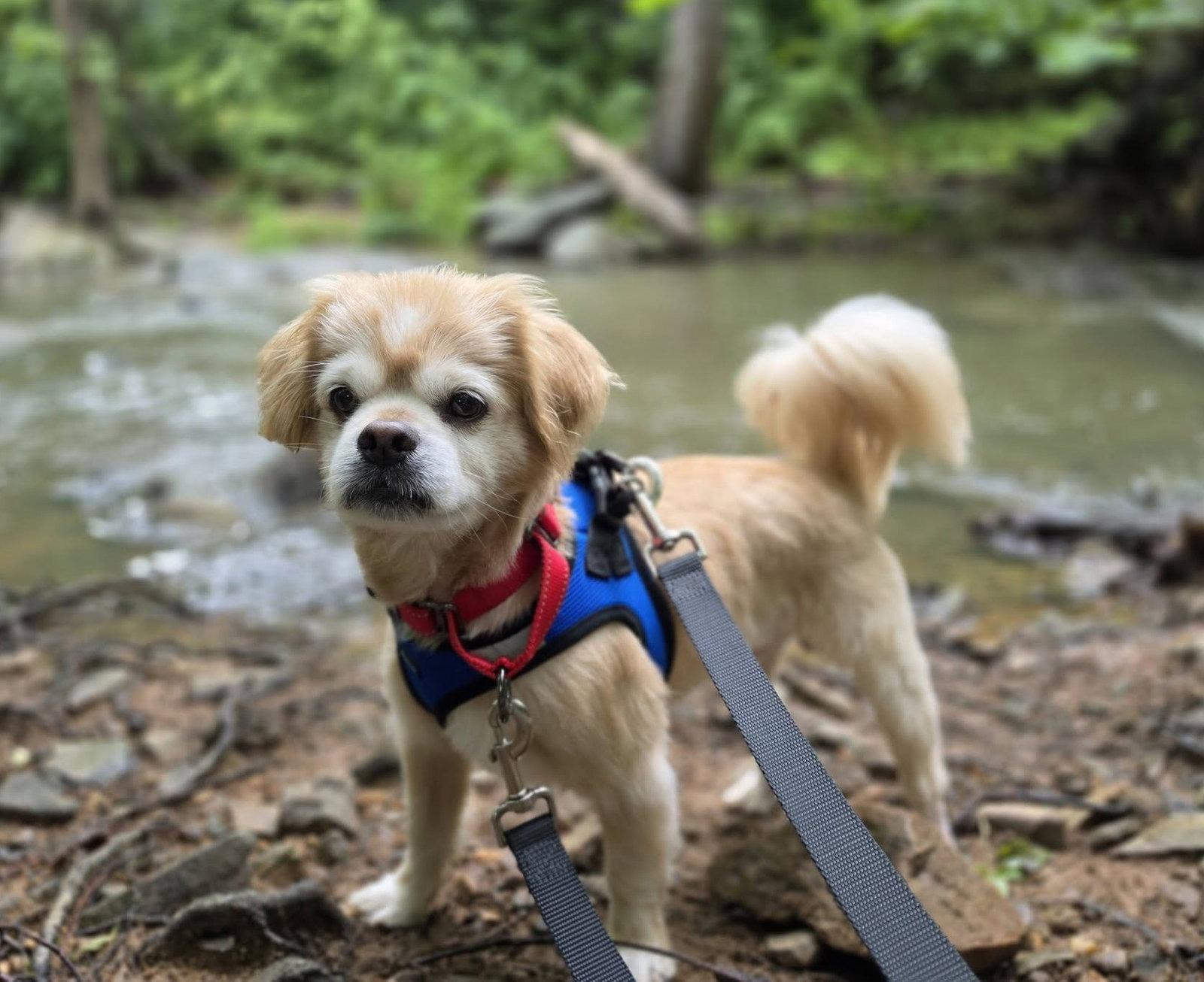 Enlarge Gordon - ADOPTED!, a Adopted Pekingese in Arlington, VA image 3/3
