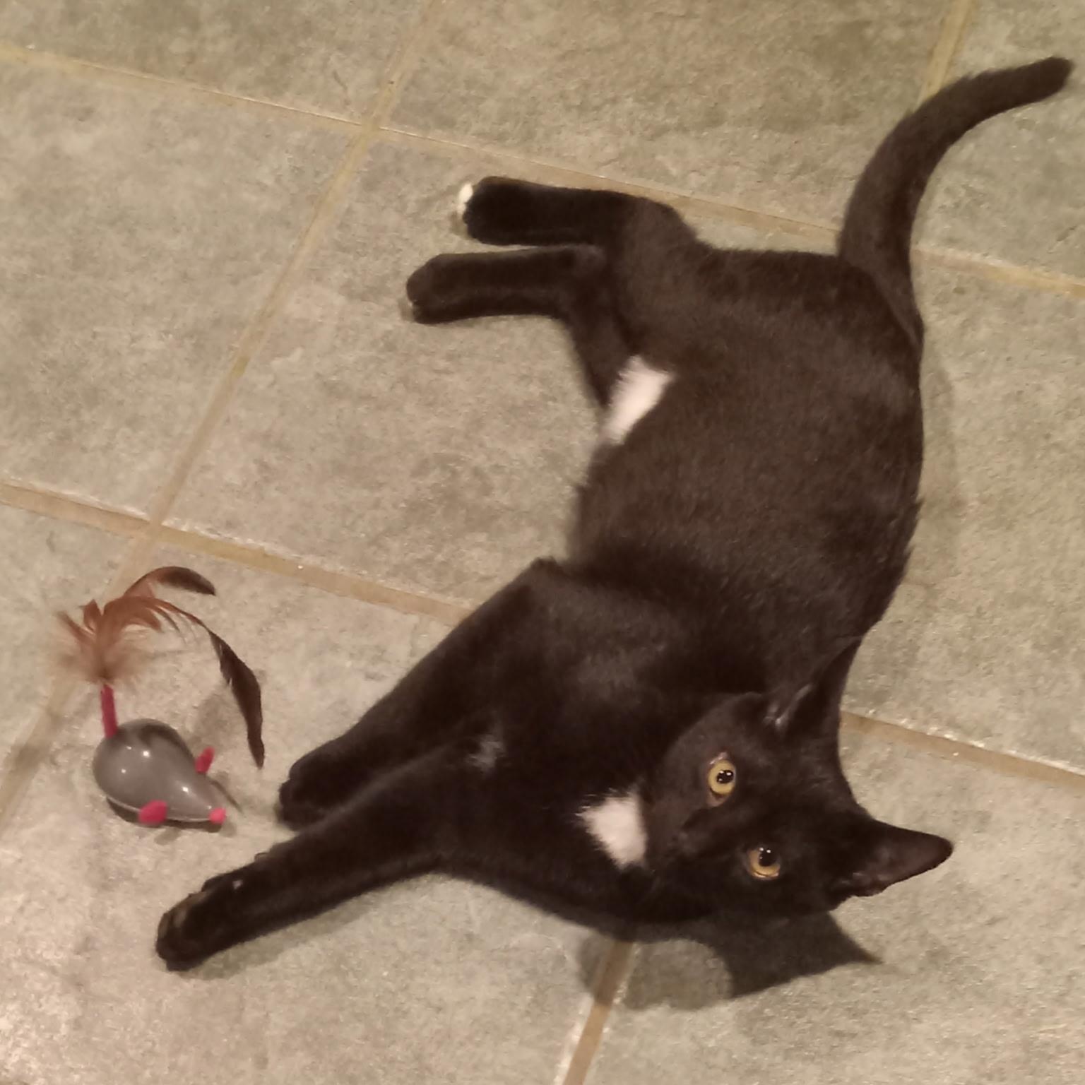 Enlarge Emmett, a Adoptable Domestic Short Hair in Beacon, NY image 1/2