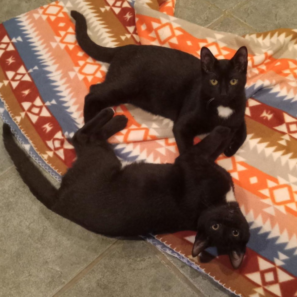 Enlarge Emmett, a Adoptable Domestic Short Hair in Beacon, NY image 2/2