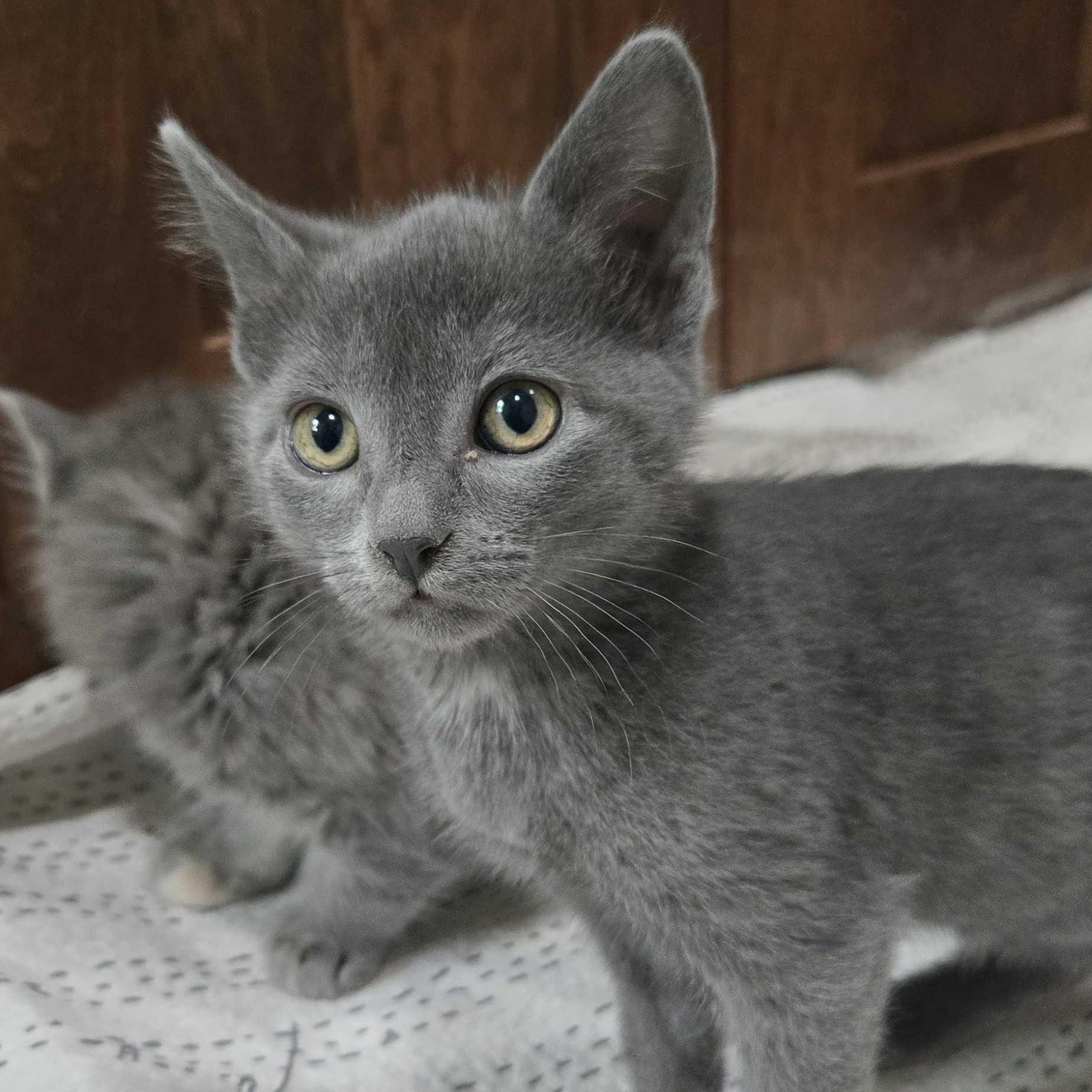 Max, a Adoptable Domestic Short Hair in Ridgway, CO image 2/2