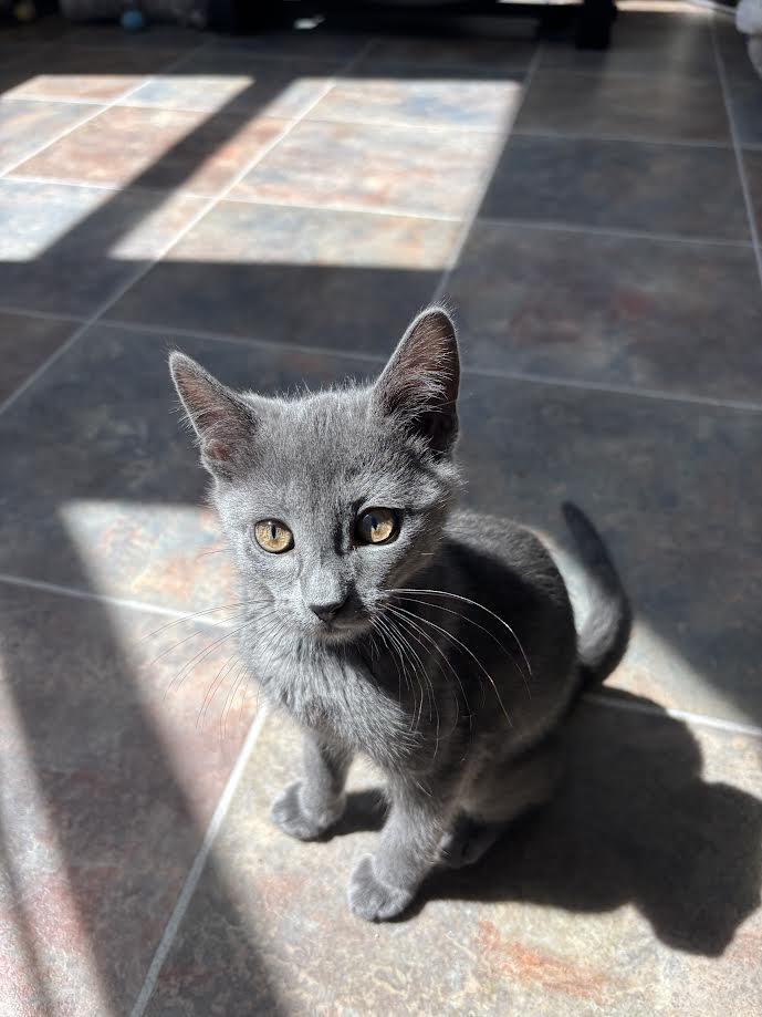 Max, Adoptable, Kitten Female Domestic Short Hair.