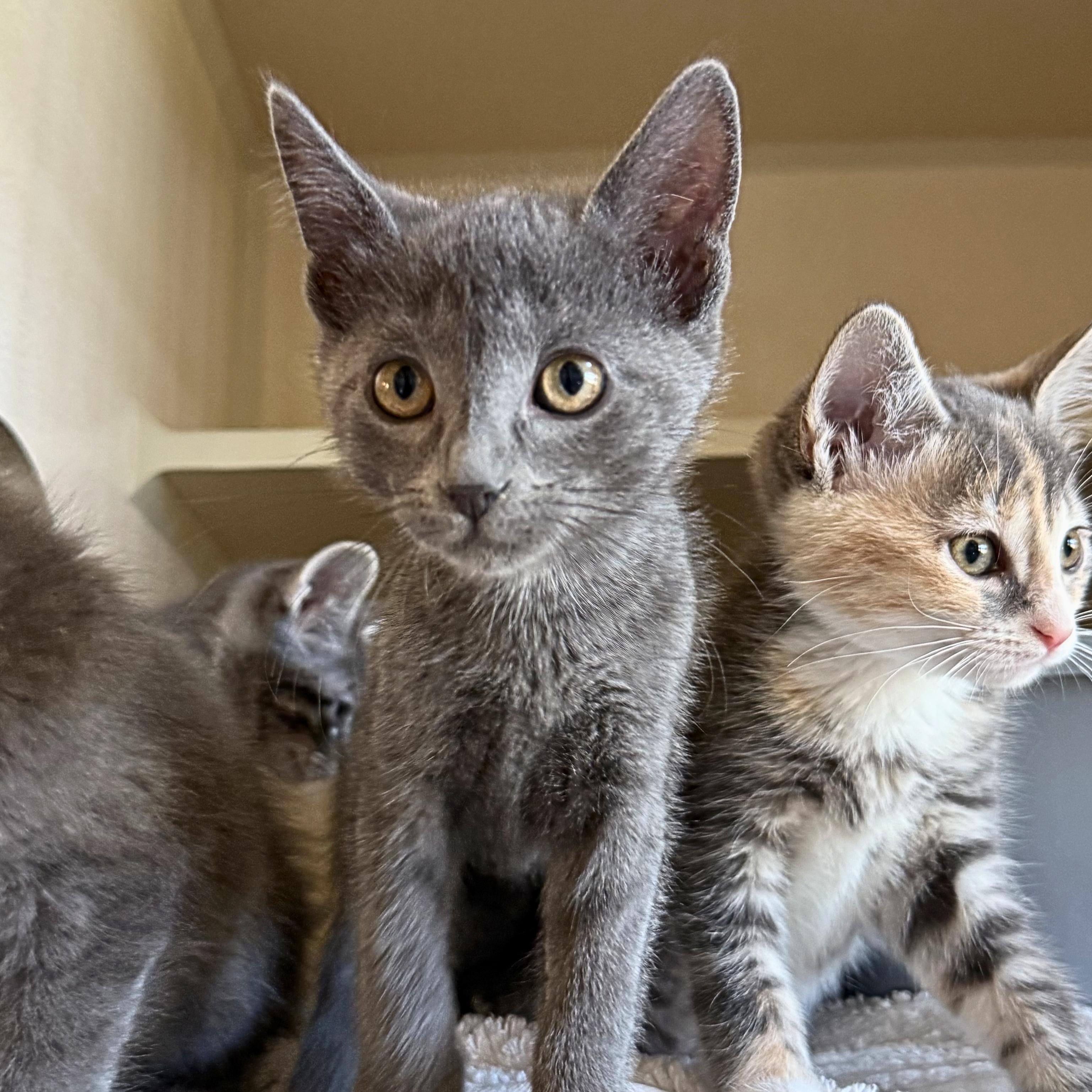 Max, Adoptable, Kitten Female Domestic Short Hair.