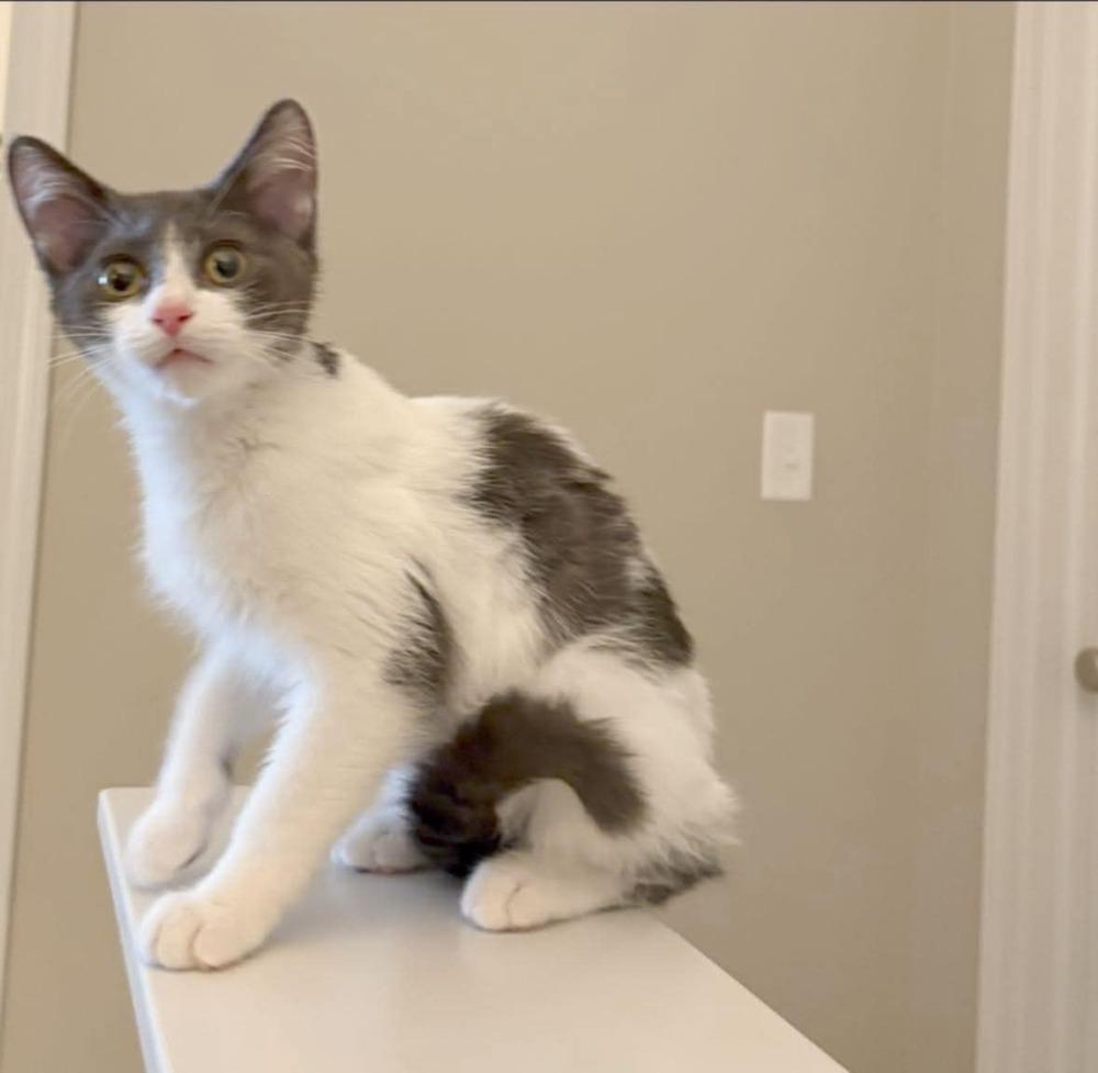 Spot XIV, Adoptable, Kitten Male Domestic Short Hair.