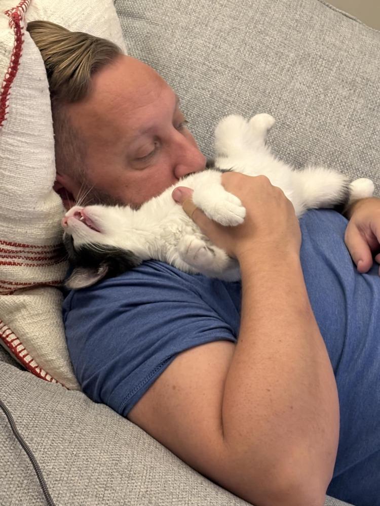 Enlarge Spot XIV, a Adoptable Domestic Short Hair in Muskegon, MI image 2/2