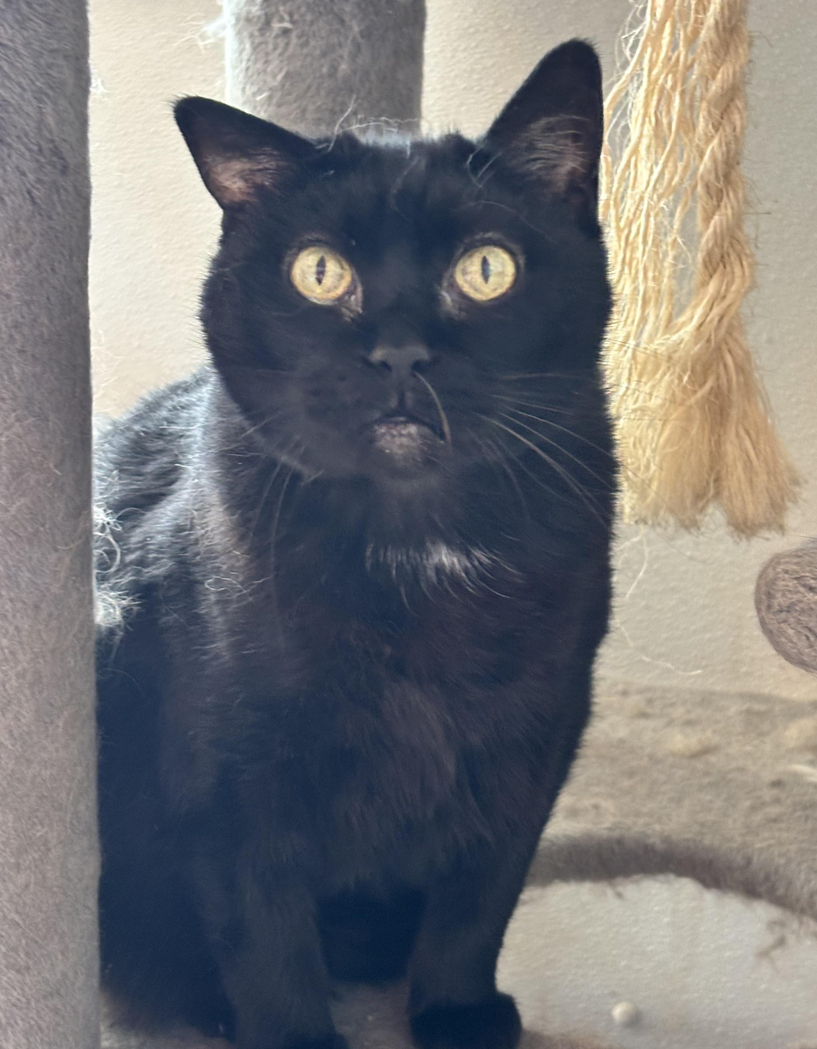 Rudy, ADOPTABLE, Adult Male Domestic Short Hair.