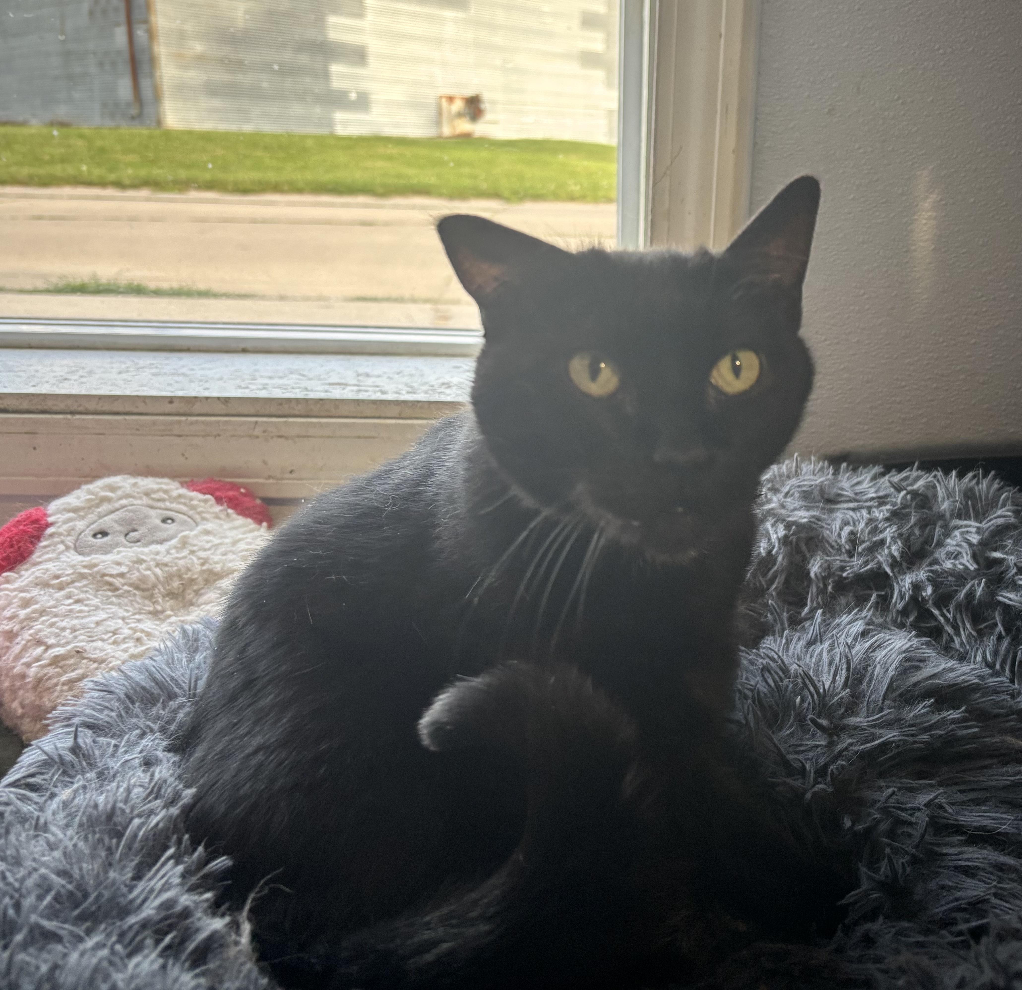 Enlarge Rudy, a ADOPTABLE Domestic Short Hair in Shenandoah, IA image 2/2