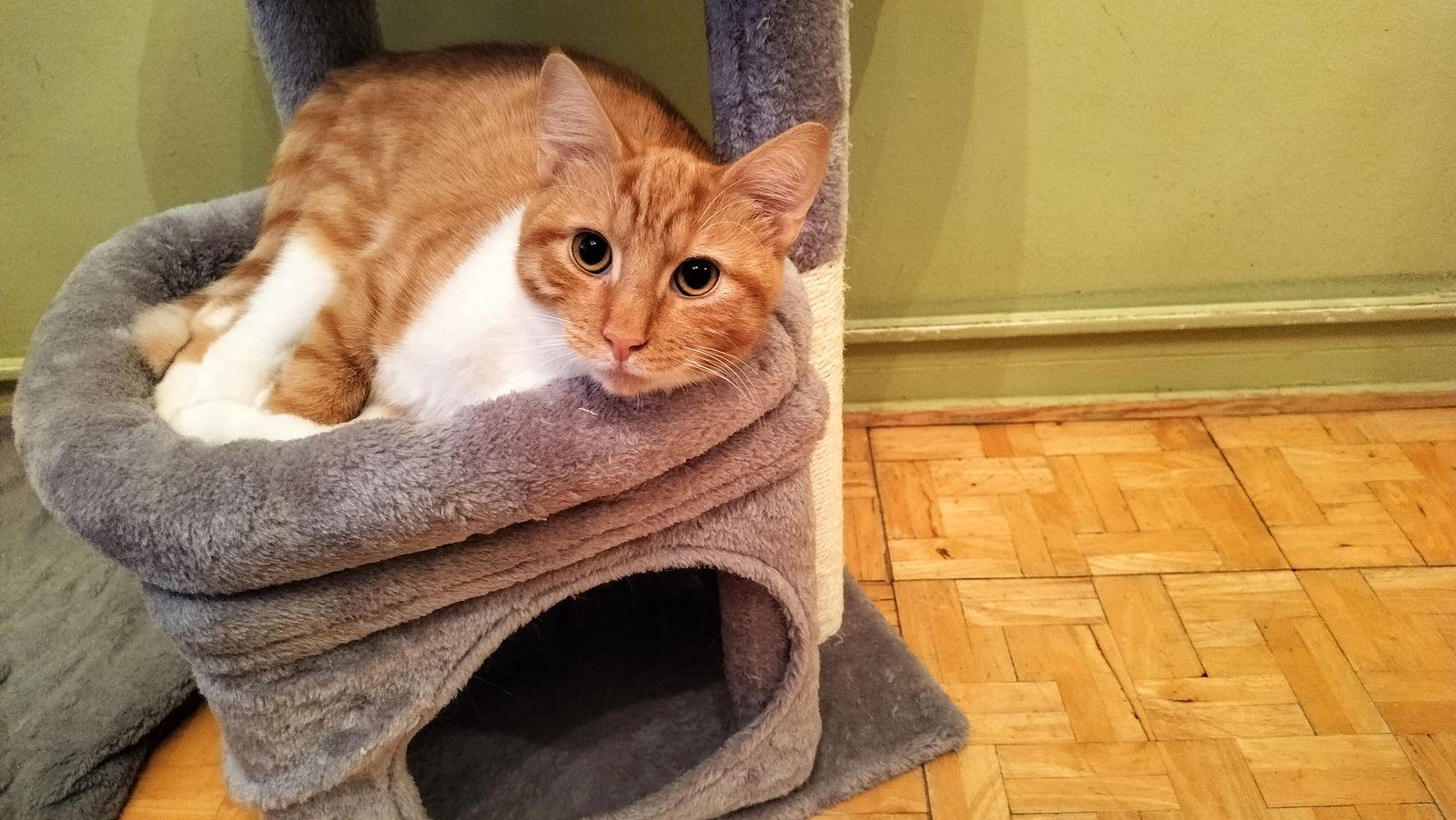 Enlarge Bobby, a Adoptable Domestic Short Hair in Brooklyn, NY image 1/2