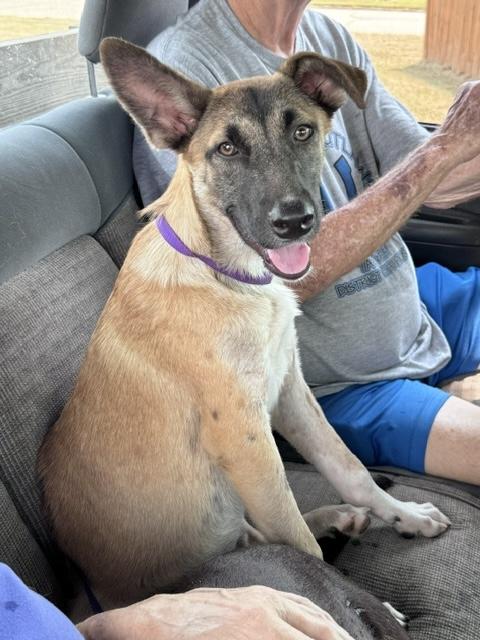 Enlarge Hope, a Adoptable Belgian Shepherd / Malinois in Manchester, CT image 1/2