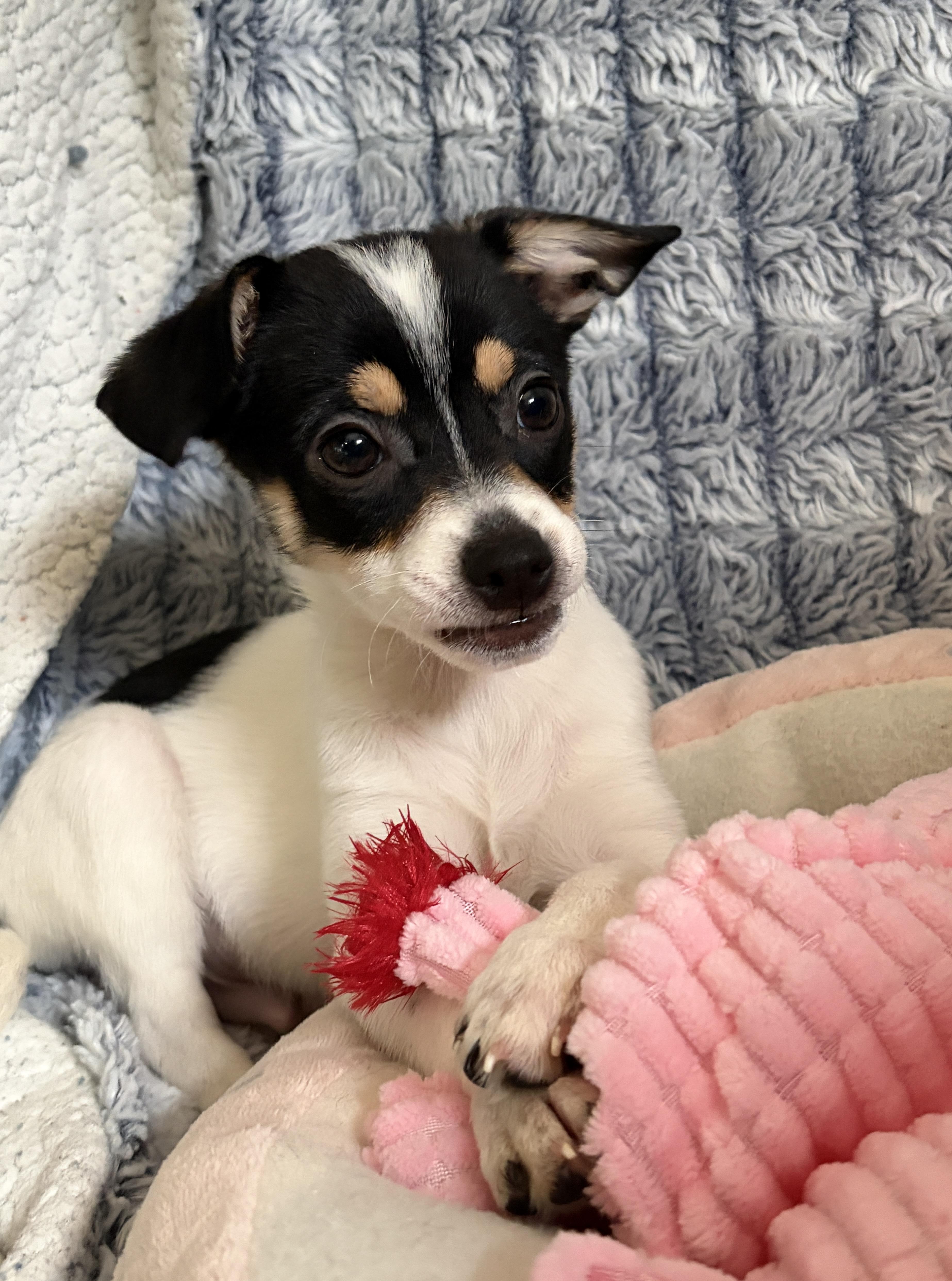 Ross, adopted, Puppy Male Chihuahua.