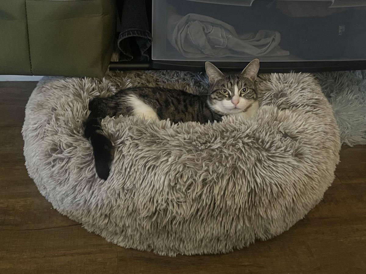 Melissa, a Adoptable Domestic Short Hair in La Jolla, CA image 1/3