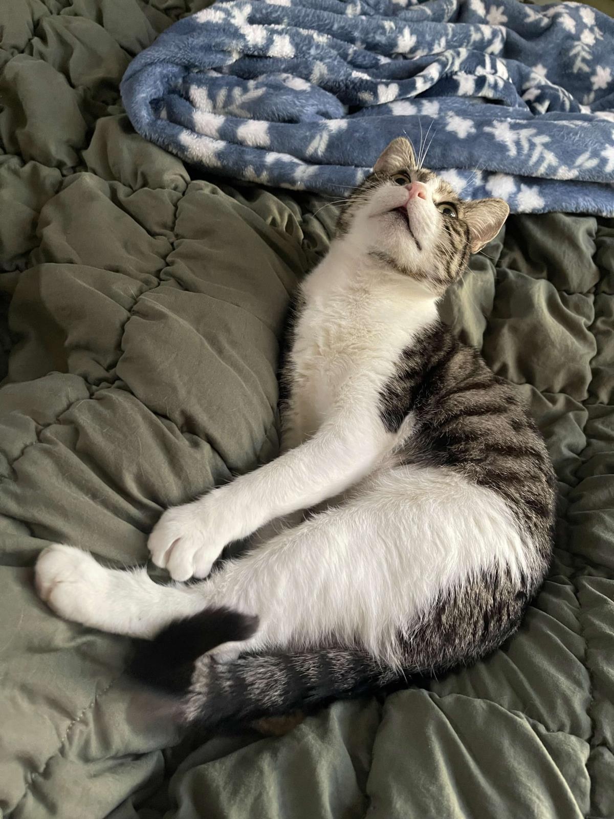 Melissa, a Adoptable Domestic Short Hair in La Jolla, CA image 2/3