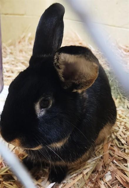 Enlarge ROGER, a Adoptable Bunny Rabbit in Anchorage, AK image 1/1