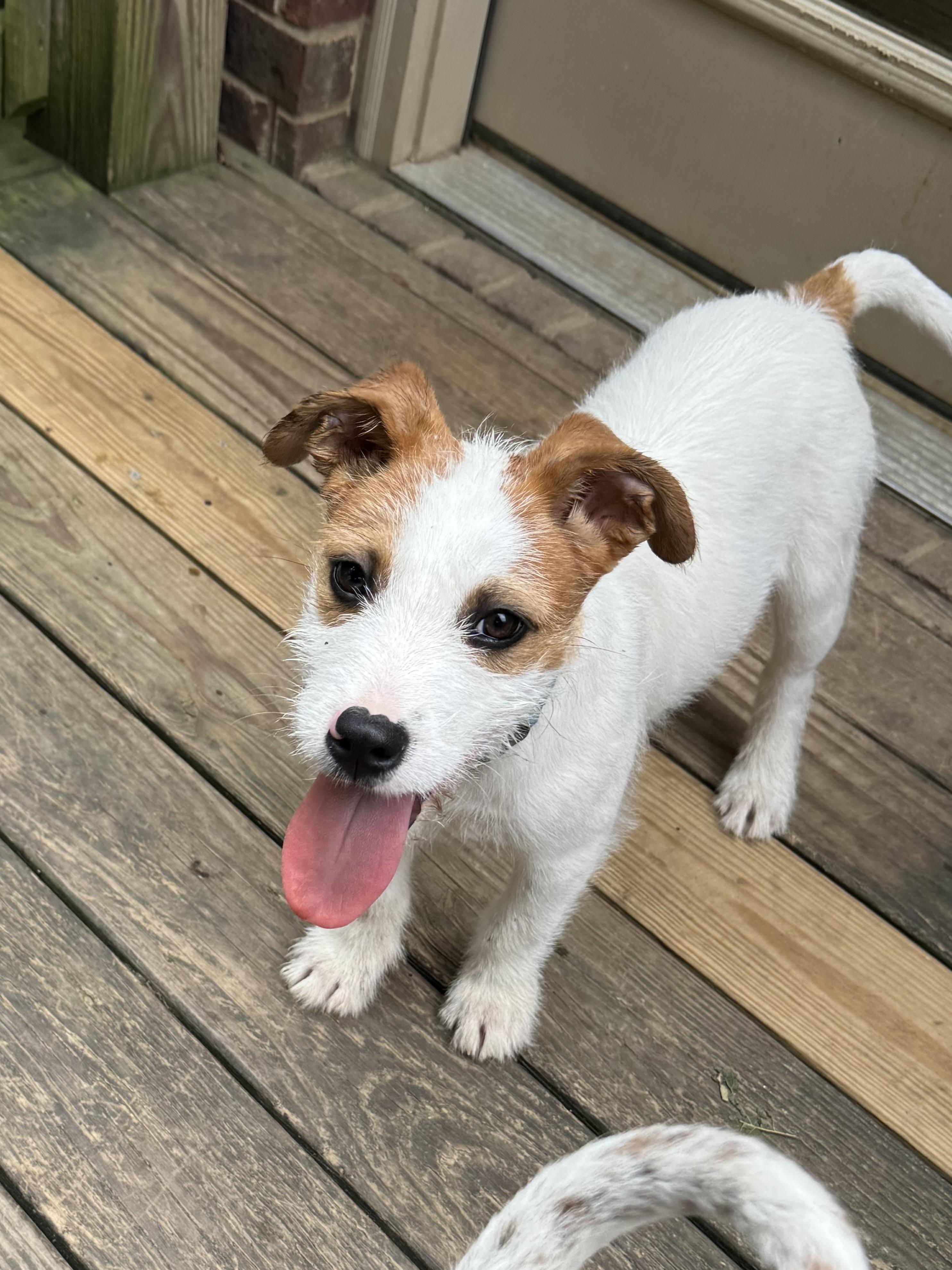 Enlarge Ripple (Water themed litter), an adopted mixed breed in Mount Juliet, TN image 4/5