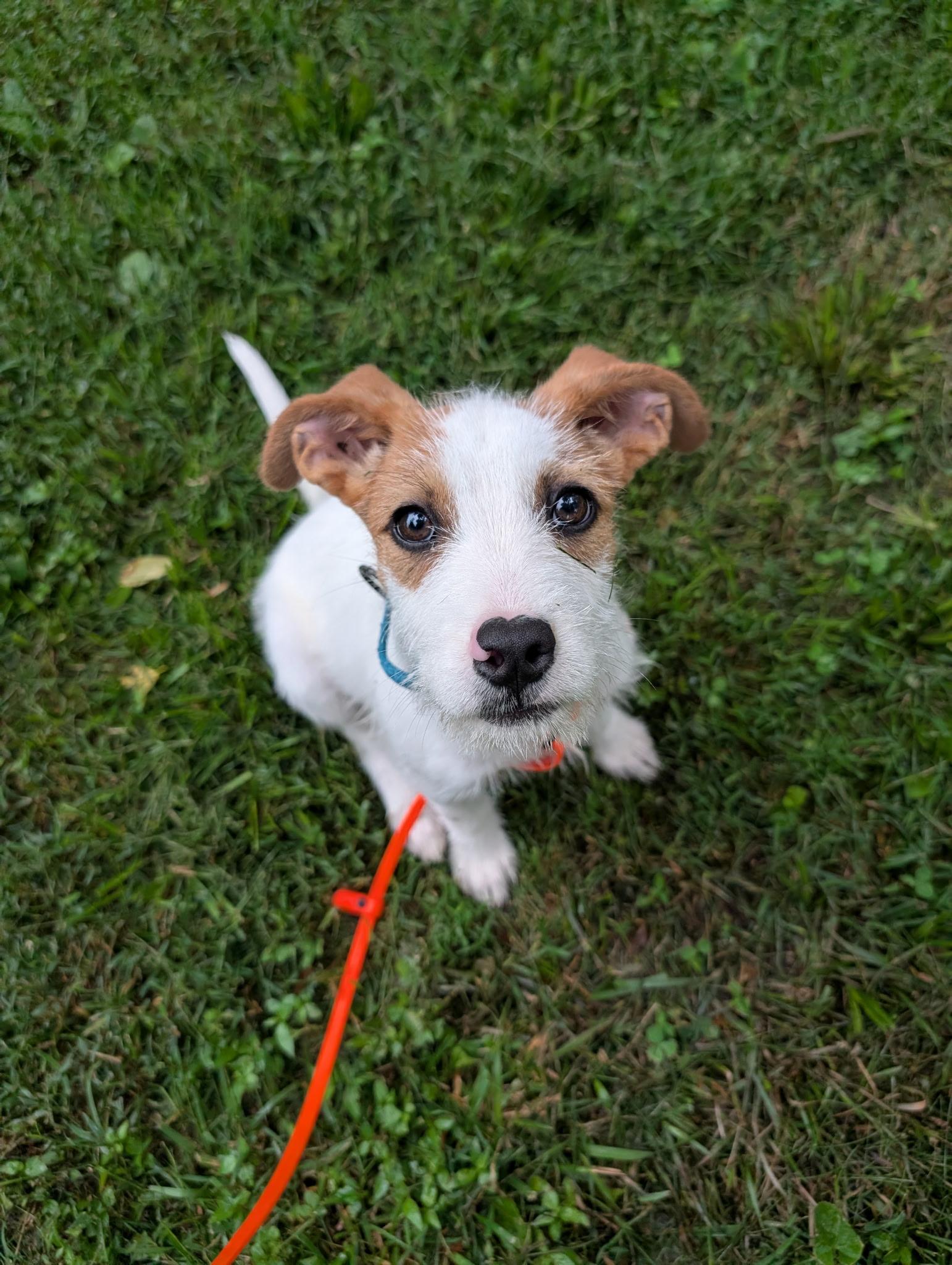 Ripple (Water themed litter), adopted, Puppy Male Hound & Labrador Retriever.