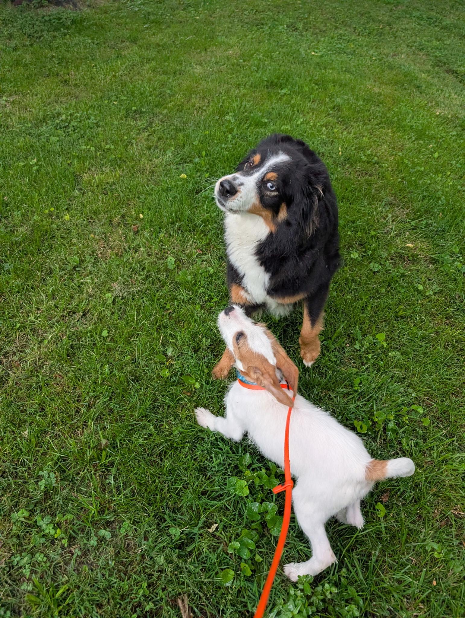 Enlarge Ripple (Water themed litter), an adopted mixed breed in Mount Juliet, TN image 5/5