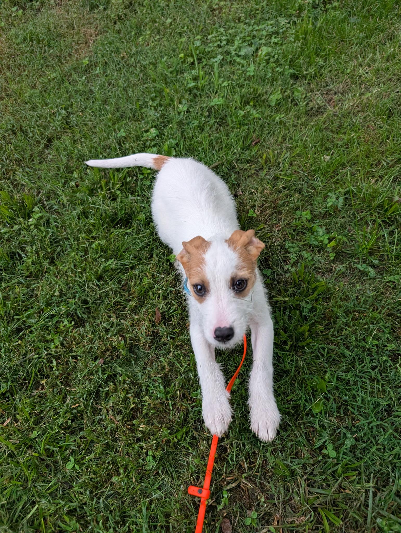 Enlarge Ripple (Water themed litter), an adopted mixed breed in Mount Juliet, TN image 3/5