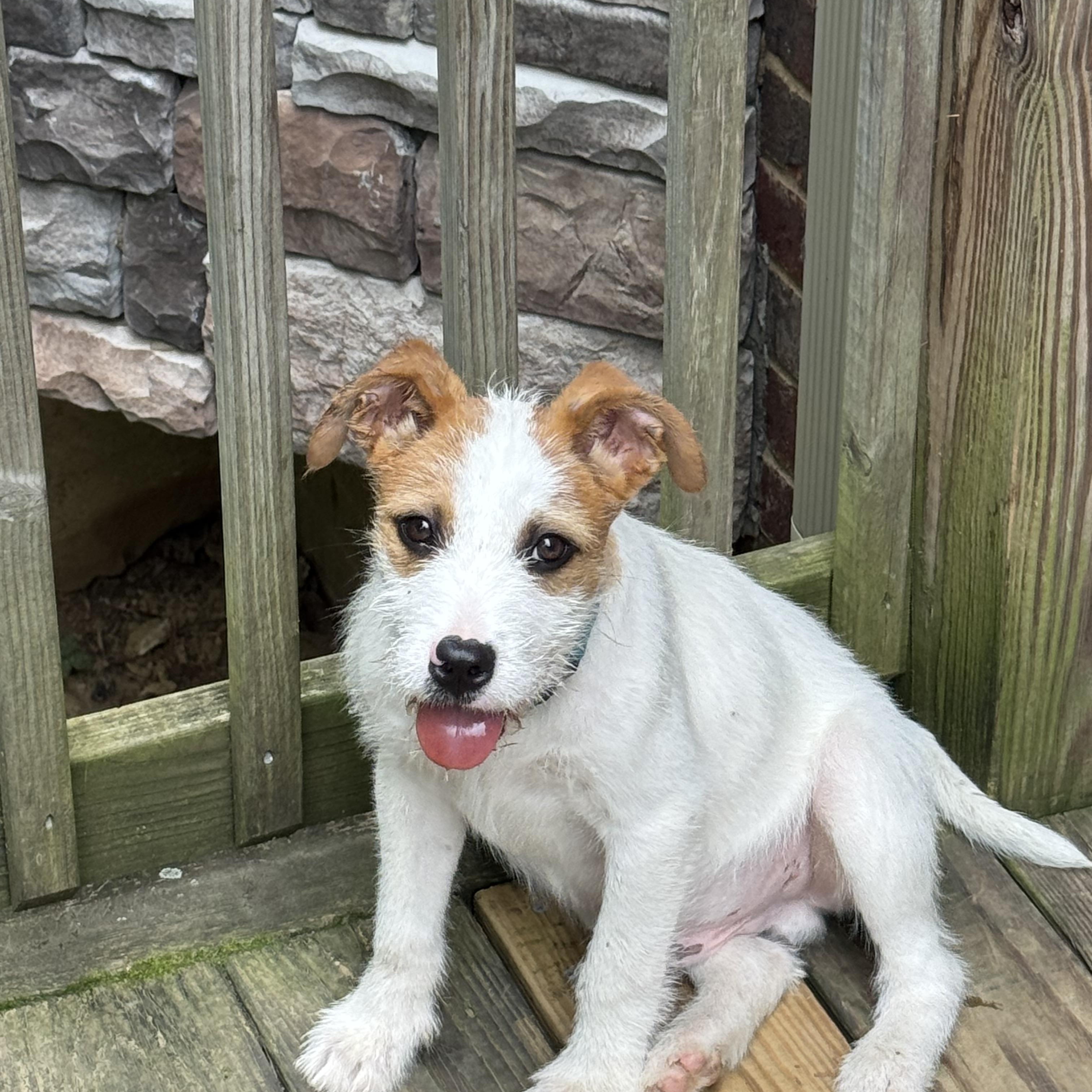 Enlarge Ripple (Water themed litter), an adopted mixed breed in Mount Juliet, TN image 2/5