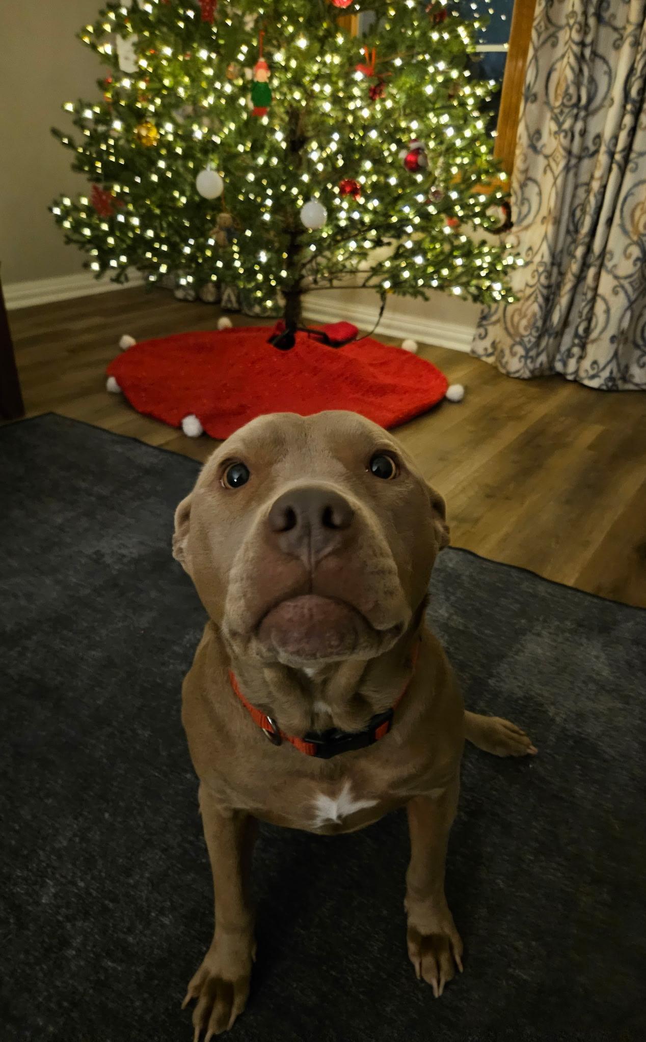 Enlarge Bambi, a Adoptable Pit Bull Terrier in merrillville, IN image 2/6