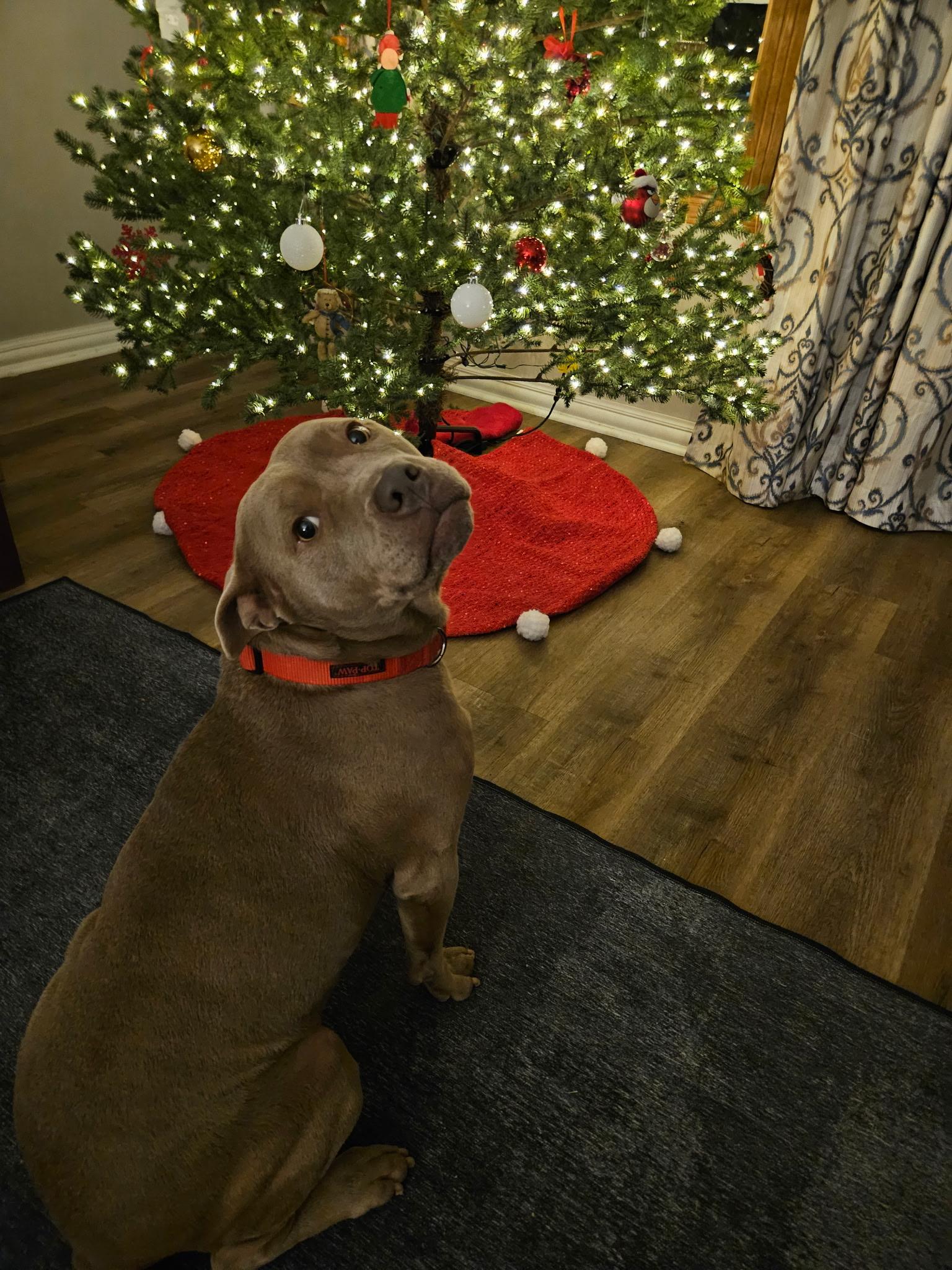 Enlarge Bambi, a Adoptable Pit Bull Terrier in merrillville, IN image 3/6