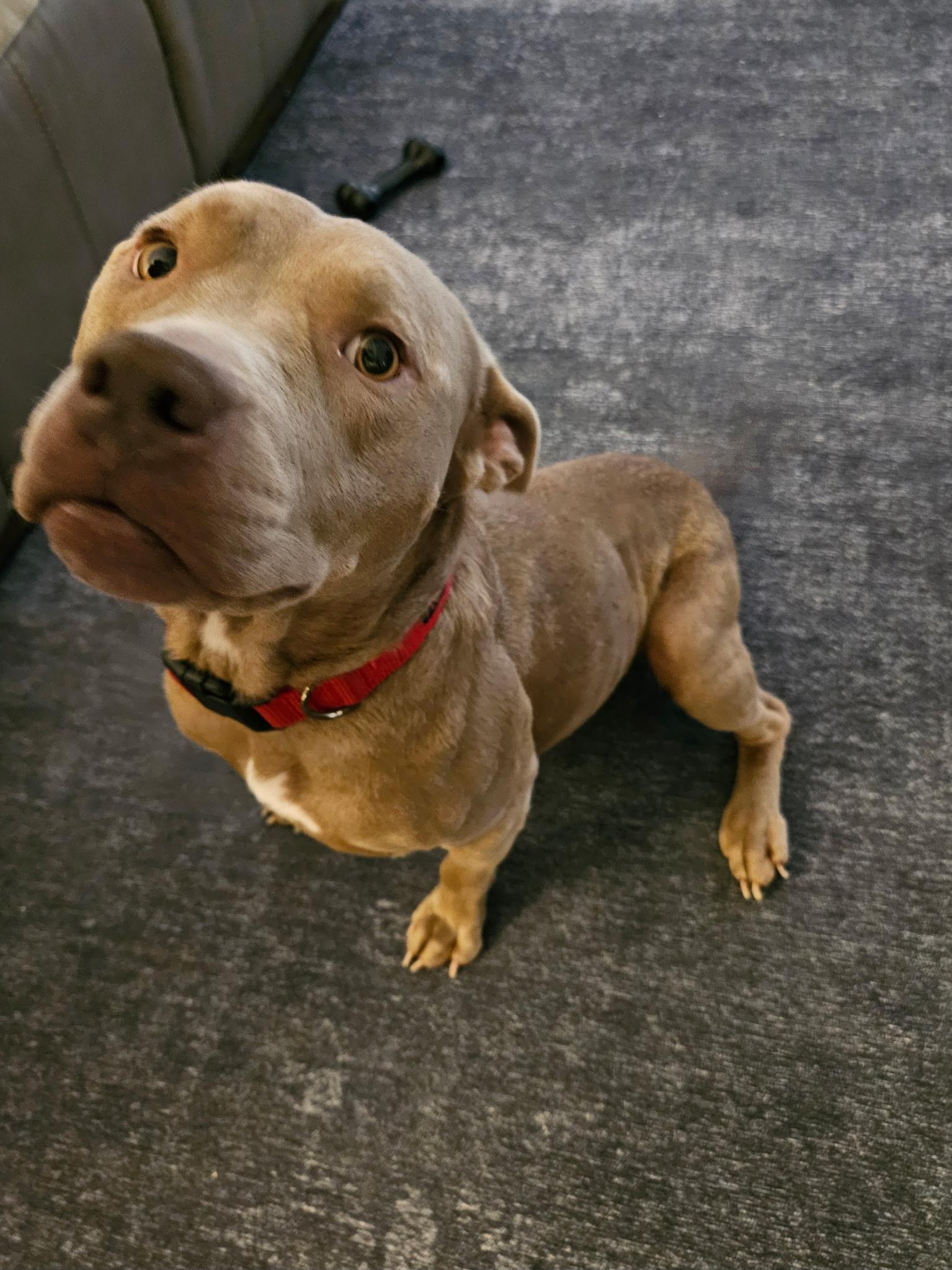 Enlarge Bambi, a Adoptable Pit Bull Terrier in merrillville, IN image 4/6