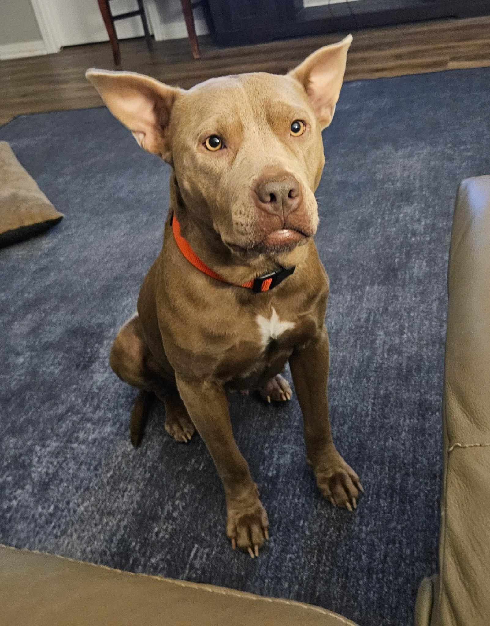 Enlarge Bambi, a Adoptable Pit Bull Terrier in merrillville, IN image 5/6