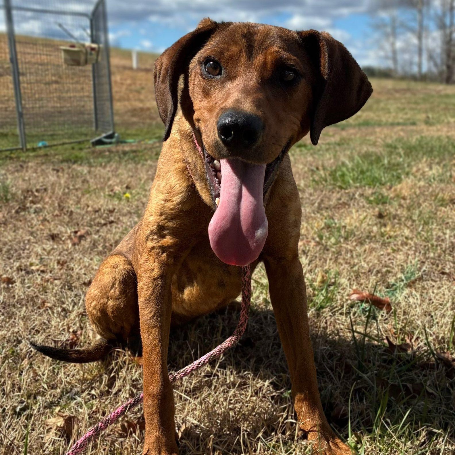 Enlarge Reba, a ADOPTABLE Redbone Coonhound in Cumberland , VA image 3/5