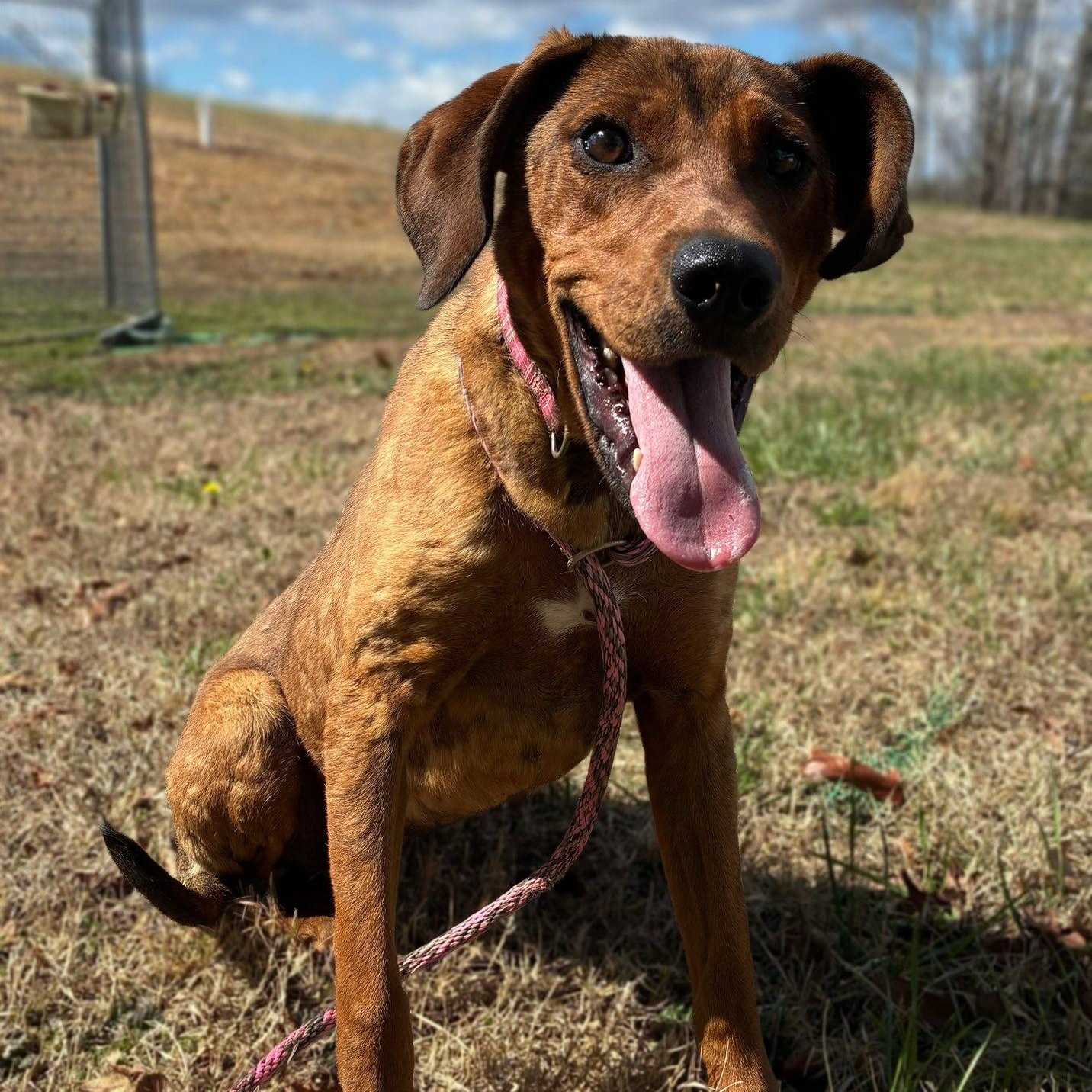 Enlarge Reba, a ADOPTABLE Redbone Coonhound in Cumberland , VA image 1/5