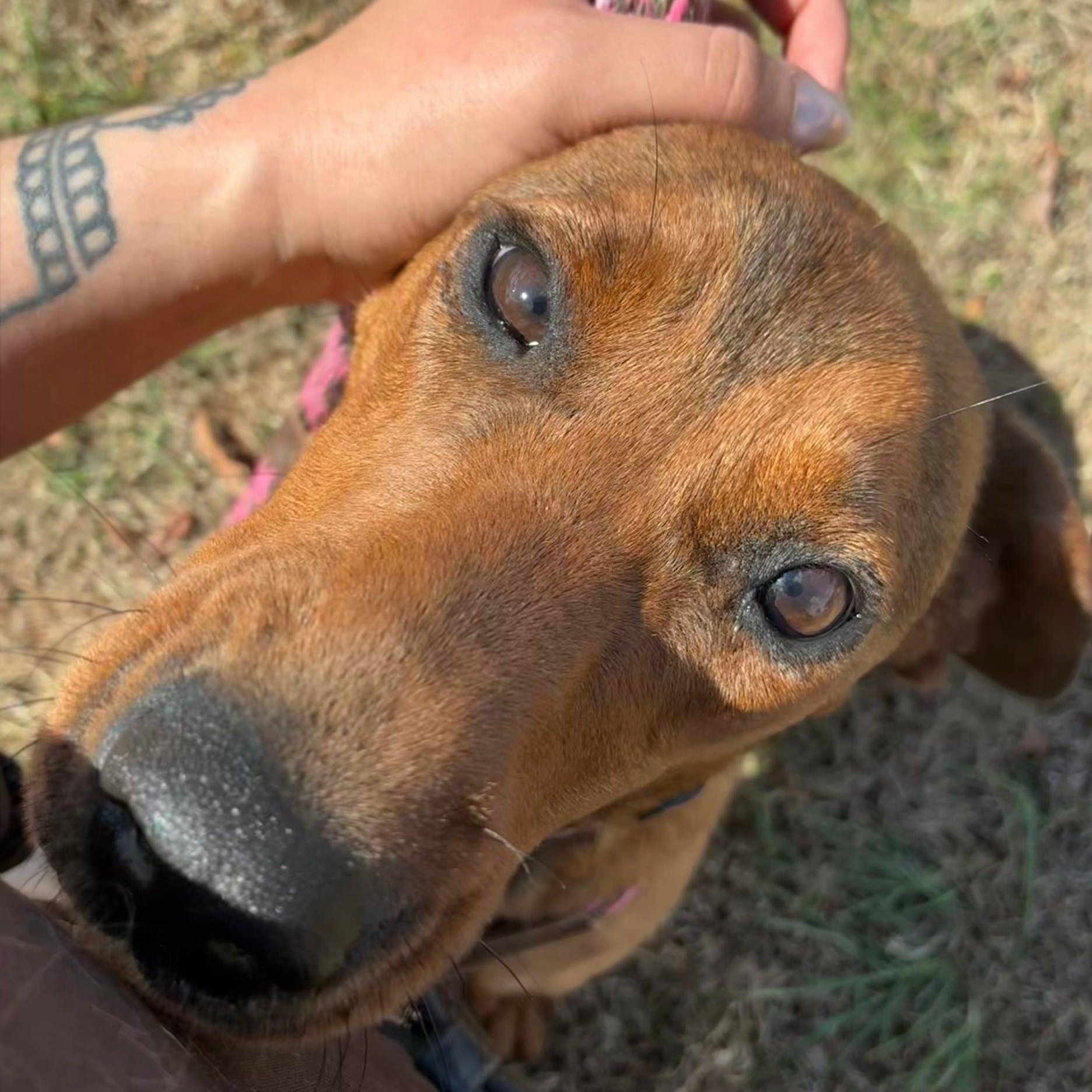 Enlarge Reba, a ADOPTABLE Redbone Coonhound in Cumberland , VA image 5/5