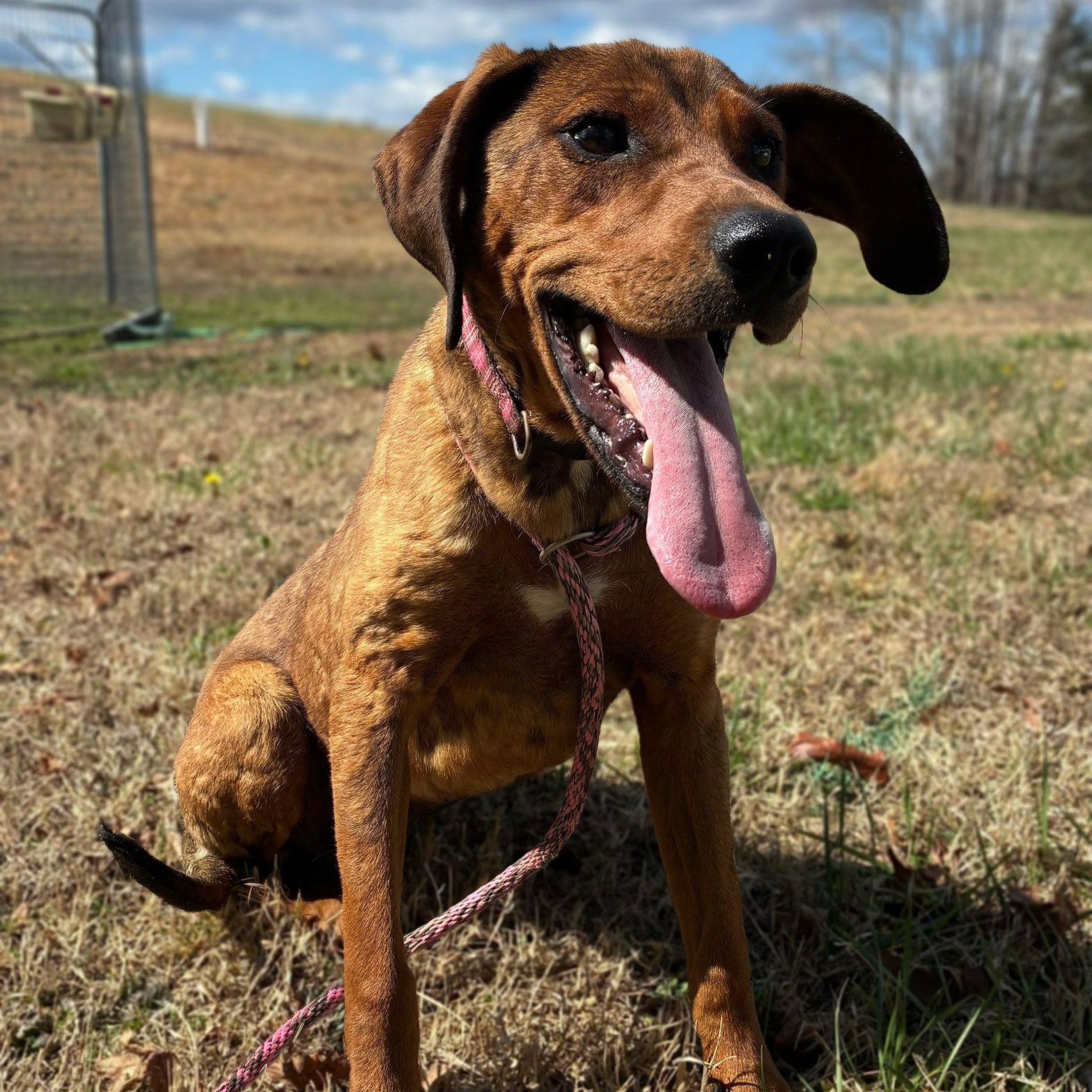 Enlarge Reba, a ADOPTABLE Redbone Coonhound in Cumberland , VA image 4/5