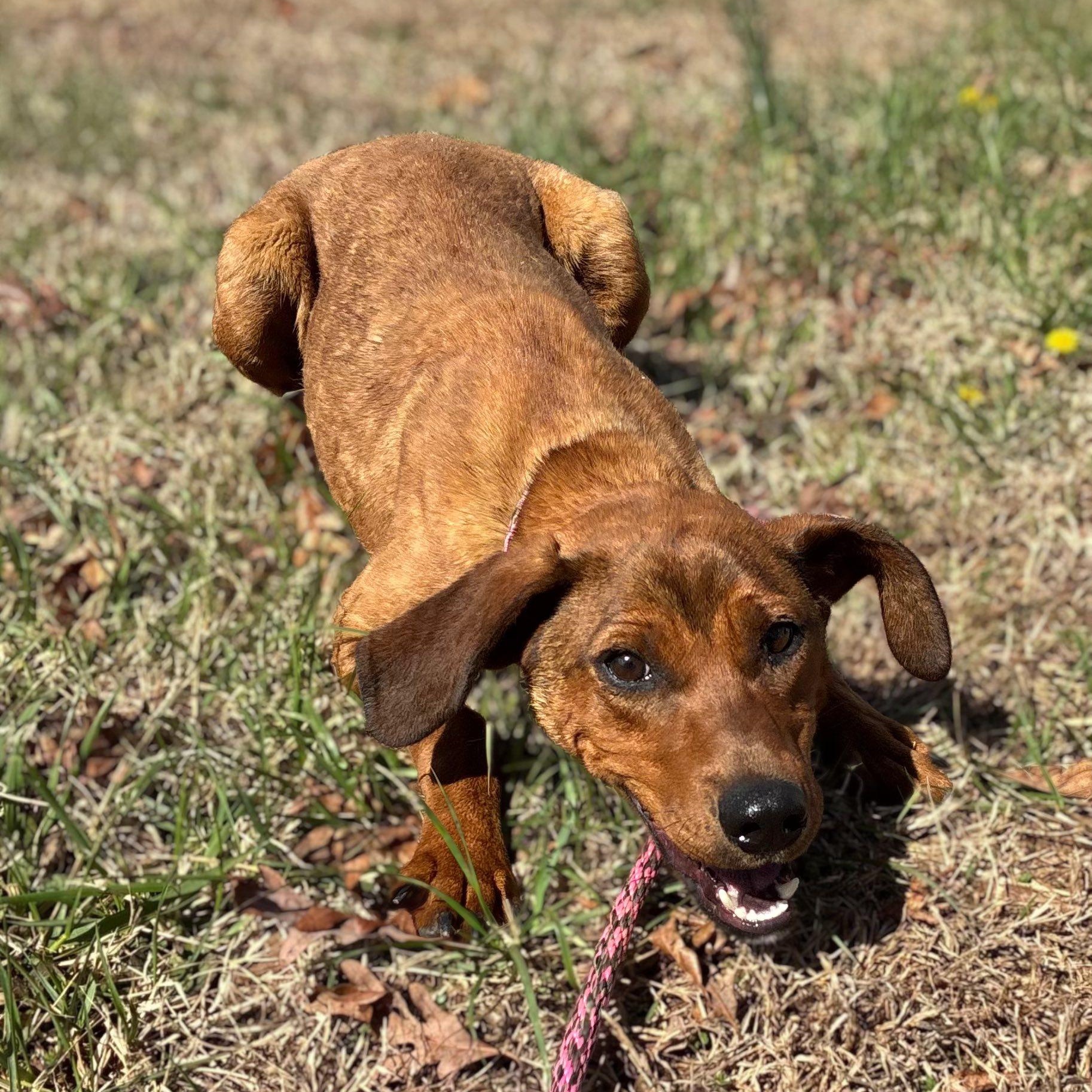 Enlarge Reba, a ADOPTABLE Redbone Coonhound in Cumberland , VA image 2/5