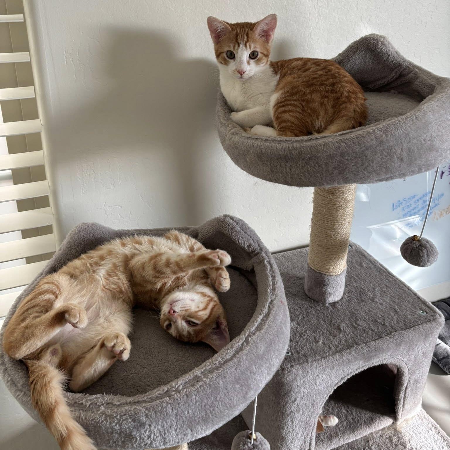 Garfield, a ADOPTABLE Domestic Short Hair in Queen Creek, AZ image 6/6