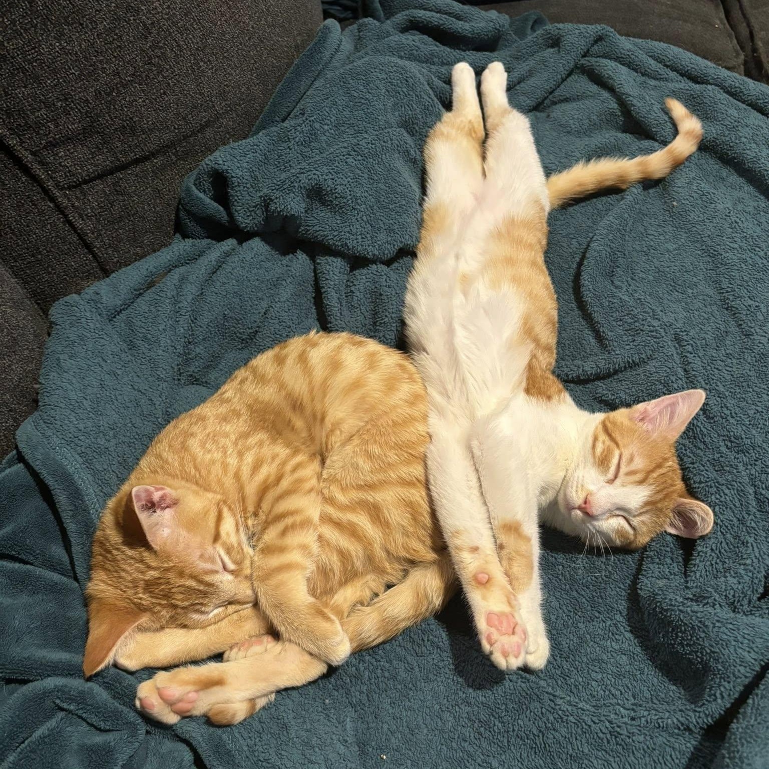 Garfield, a ADOPTABLE Domestic Short Hair in Queen Creek, AZ image 5/6