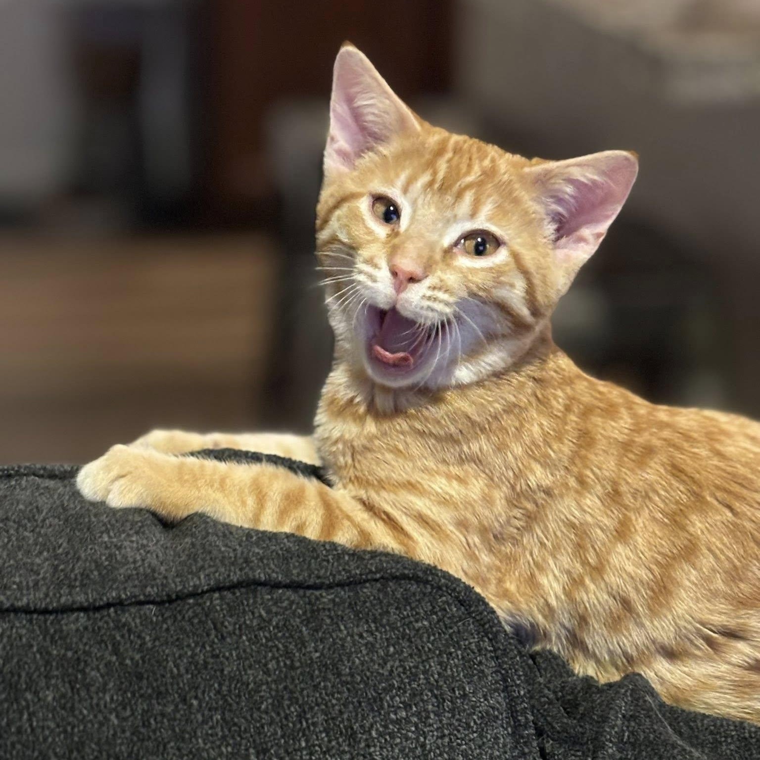 Garfield, a ADOPTABLE Domestic Short Hair in Queen Creek, AZ image 2/6