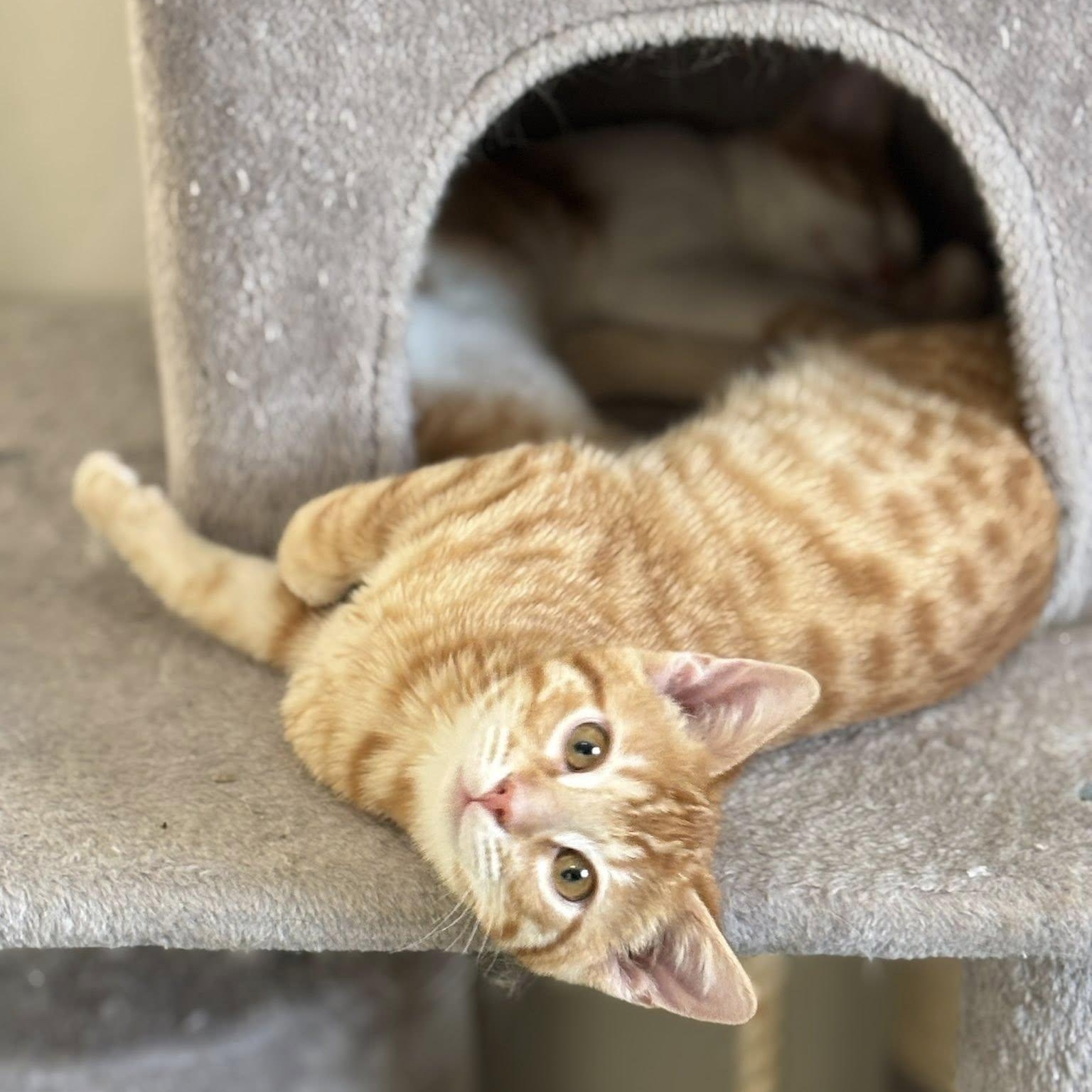 Garfield, ADOPTABLE, Kitten Male Domestic Short Hair.