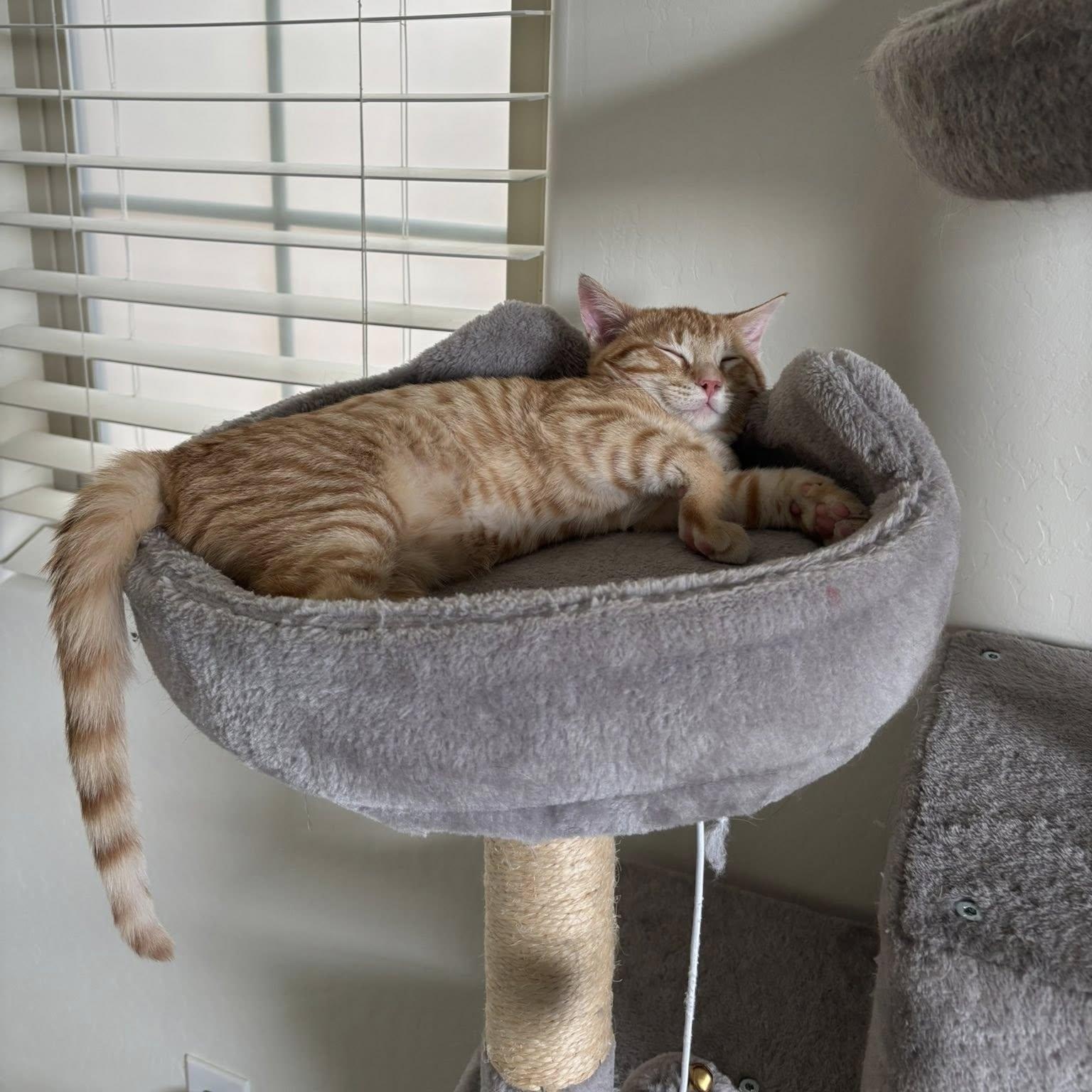 Garfield, a ADOPTABLE Domestic Short Hair in Queen Creek, AZ image 4/6