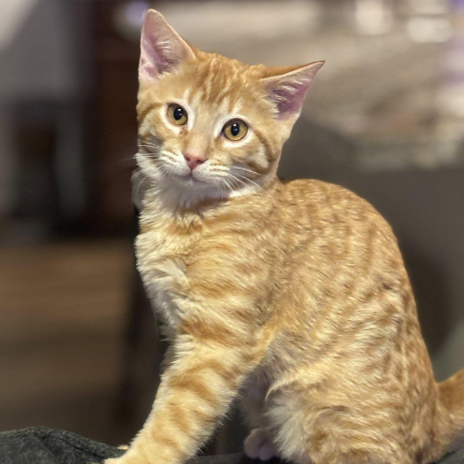 Garfield, a ADOPTABLE Domestic Short Hair in Queen Creek, AZ image 3/6