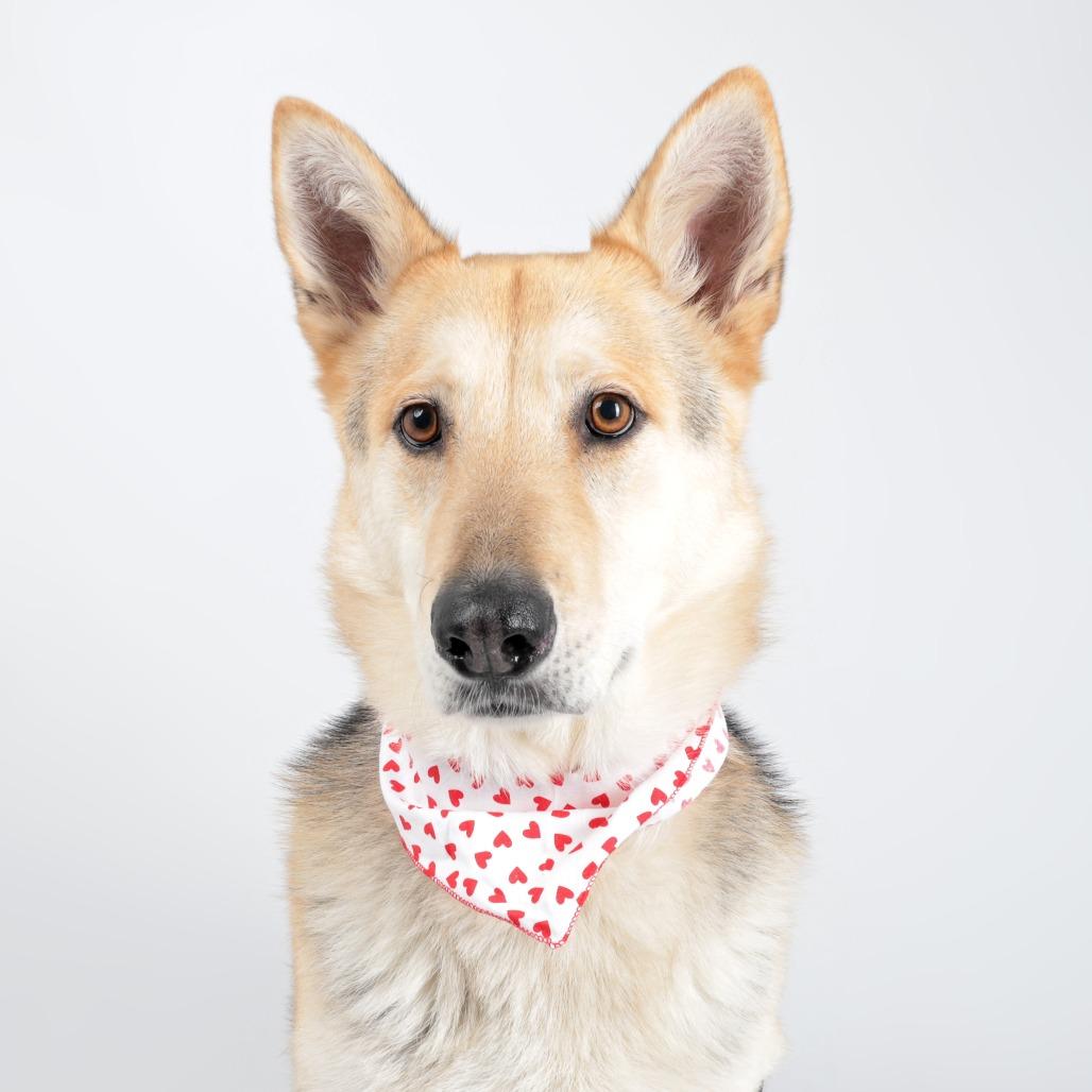 Zealand, Adoptable, Adult Male German Shepherd Dog.