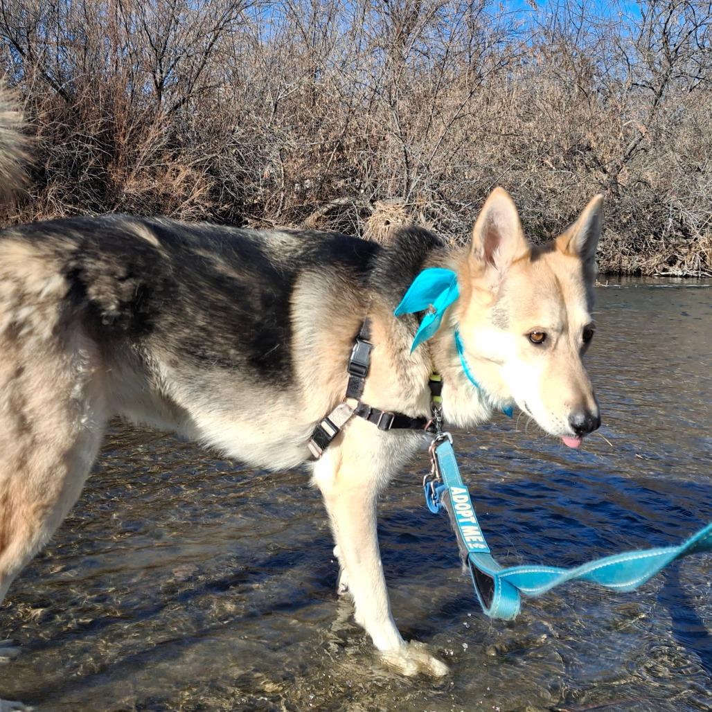 Zealand, Adoptable, Adult Male German Shepherd Dog.