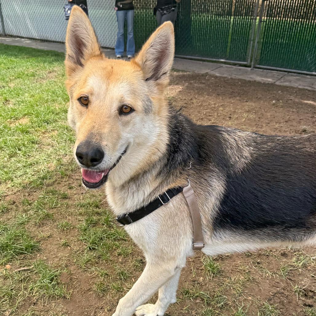 Enlarge Zealand, a Adoptable German Shepherd Dog in Murray, UT image 1/4