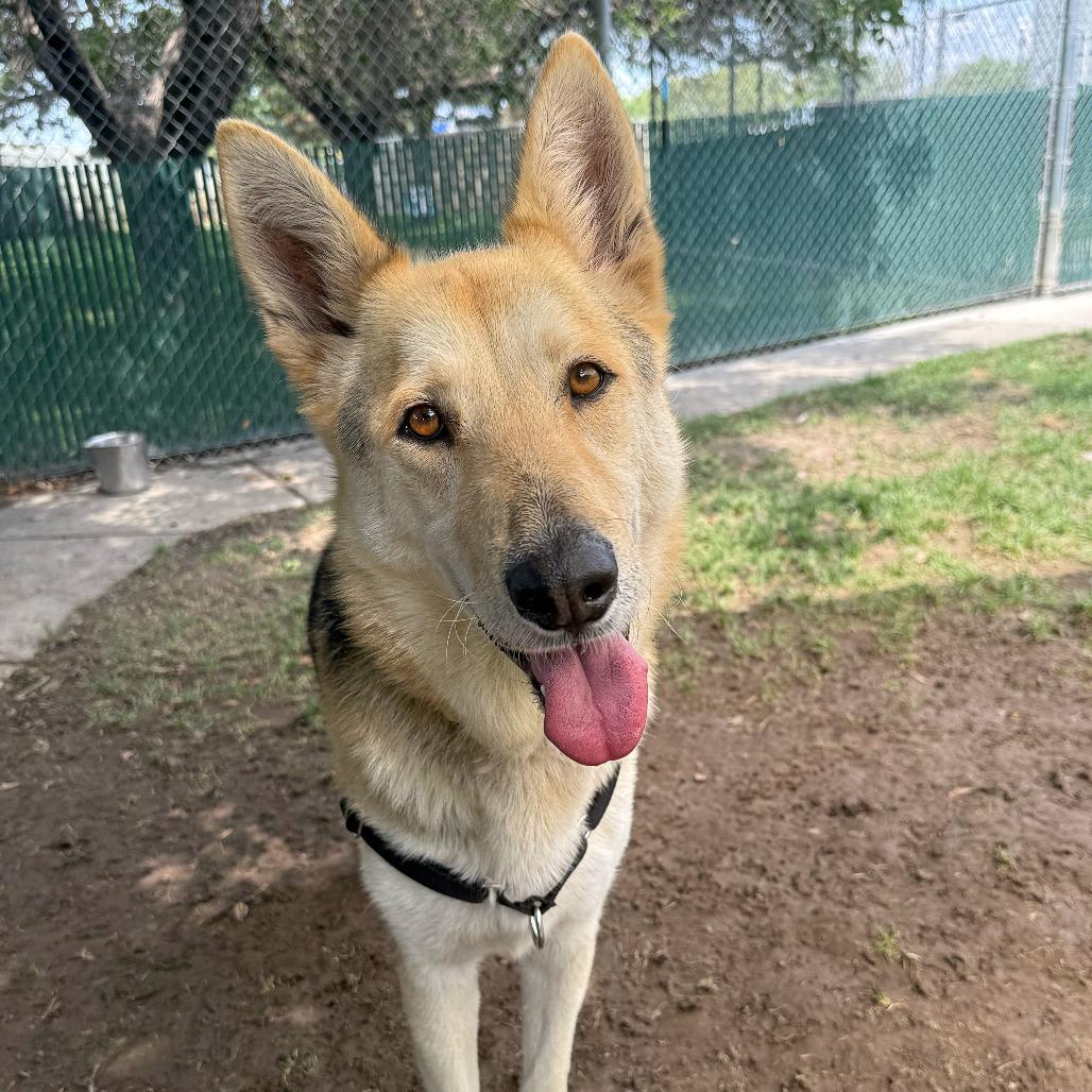 Enlarge Zealand, a Adoptable German Shepherd Dog in Murray, UT image 2/4