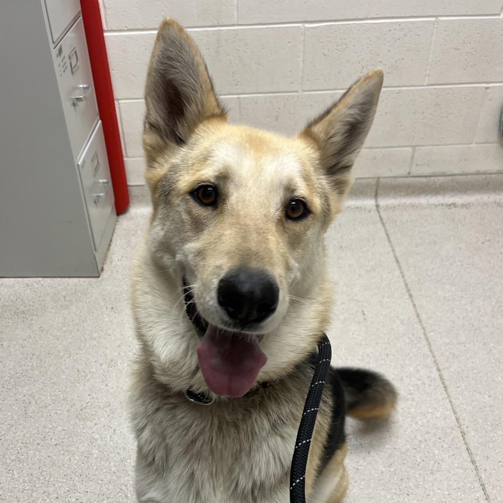 Enlarge Zealand, a Adoptable German Shepherd Dog in Murray, UT image 3/4