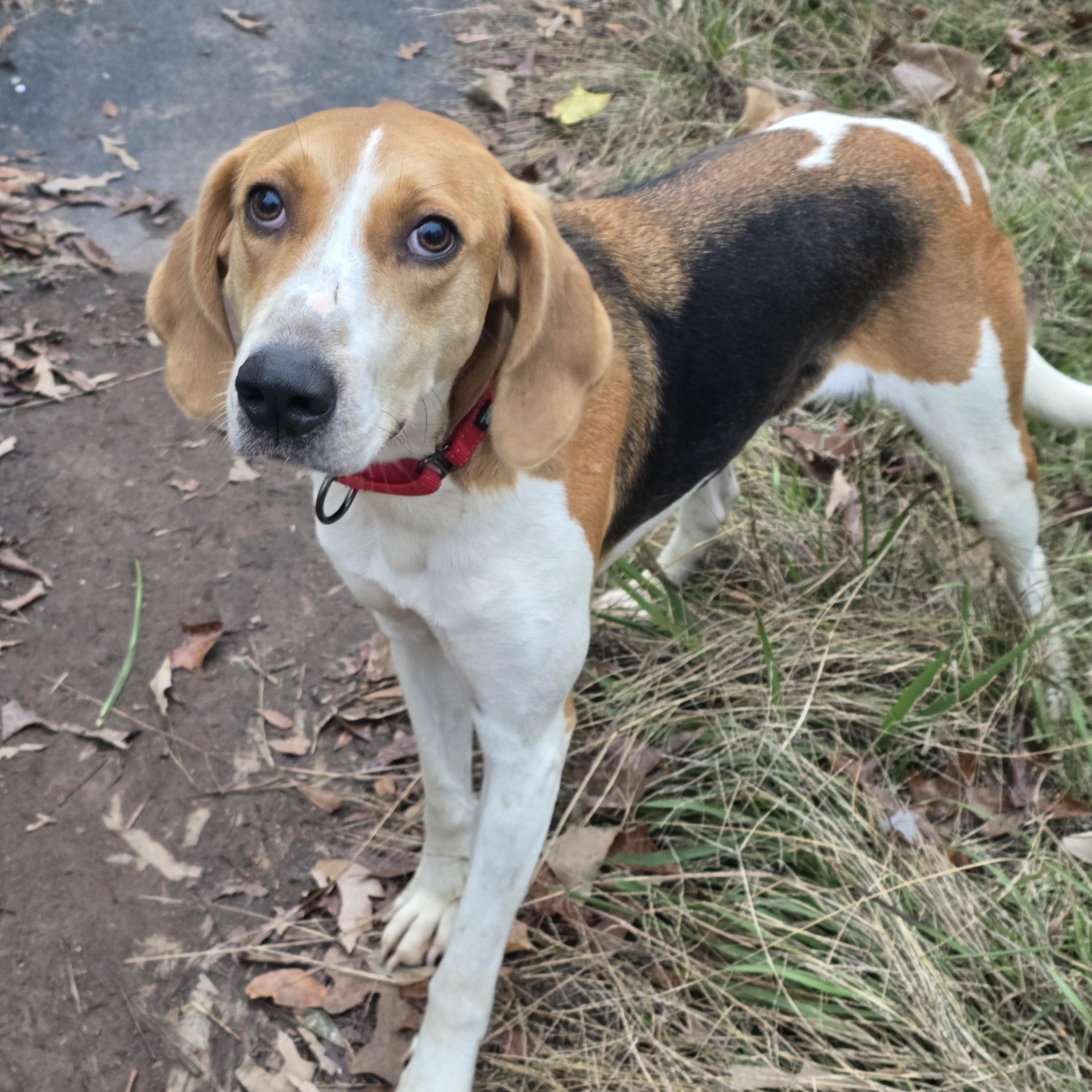 Enlarge Baby, a Adoptable American Foxhound in Warwick , RI image 1/4